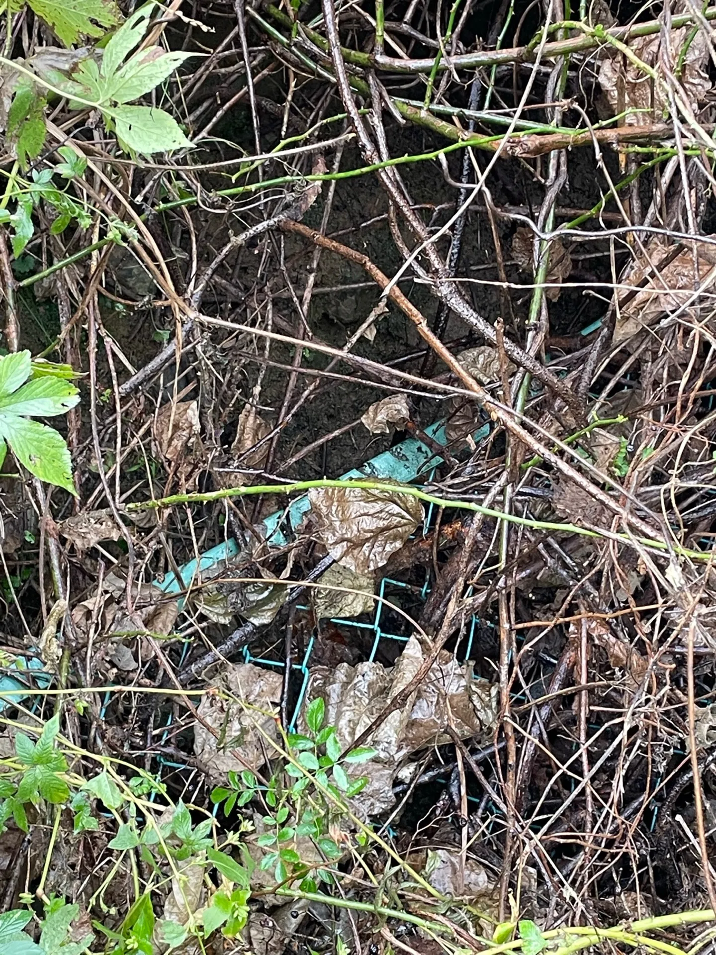 蜂の巣駆除危険！依頼するならNATY 株式会社