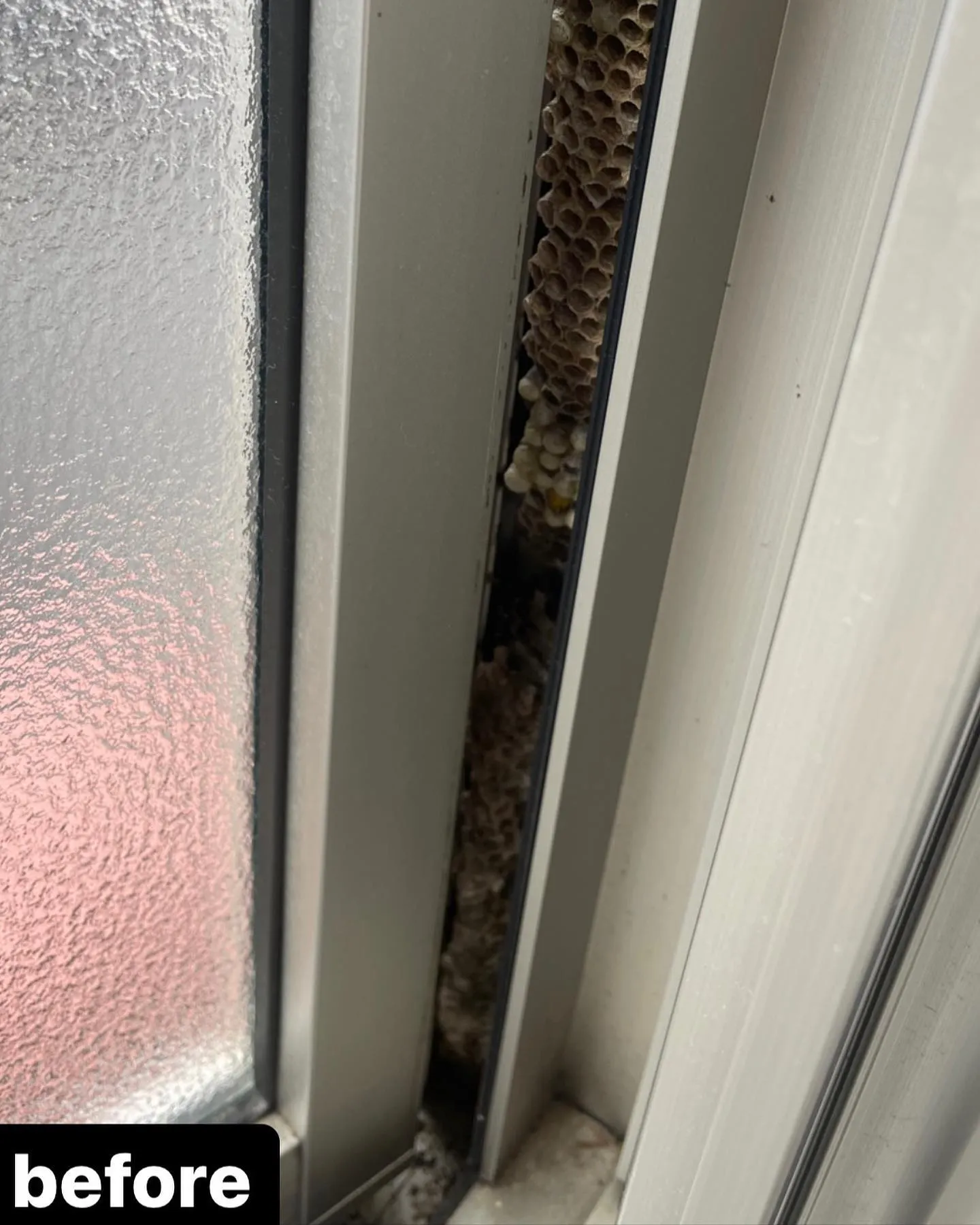 【意外な所に蜂が！！蜂駆除するならNATY 株式会社で】