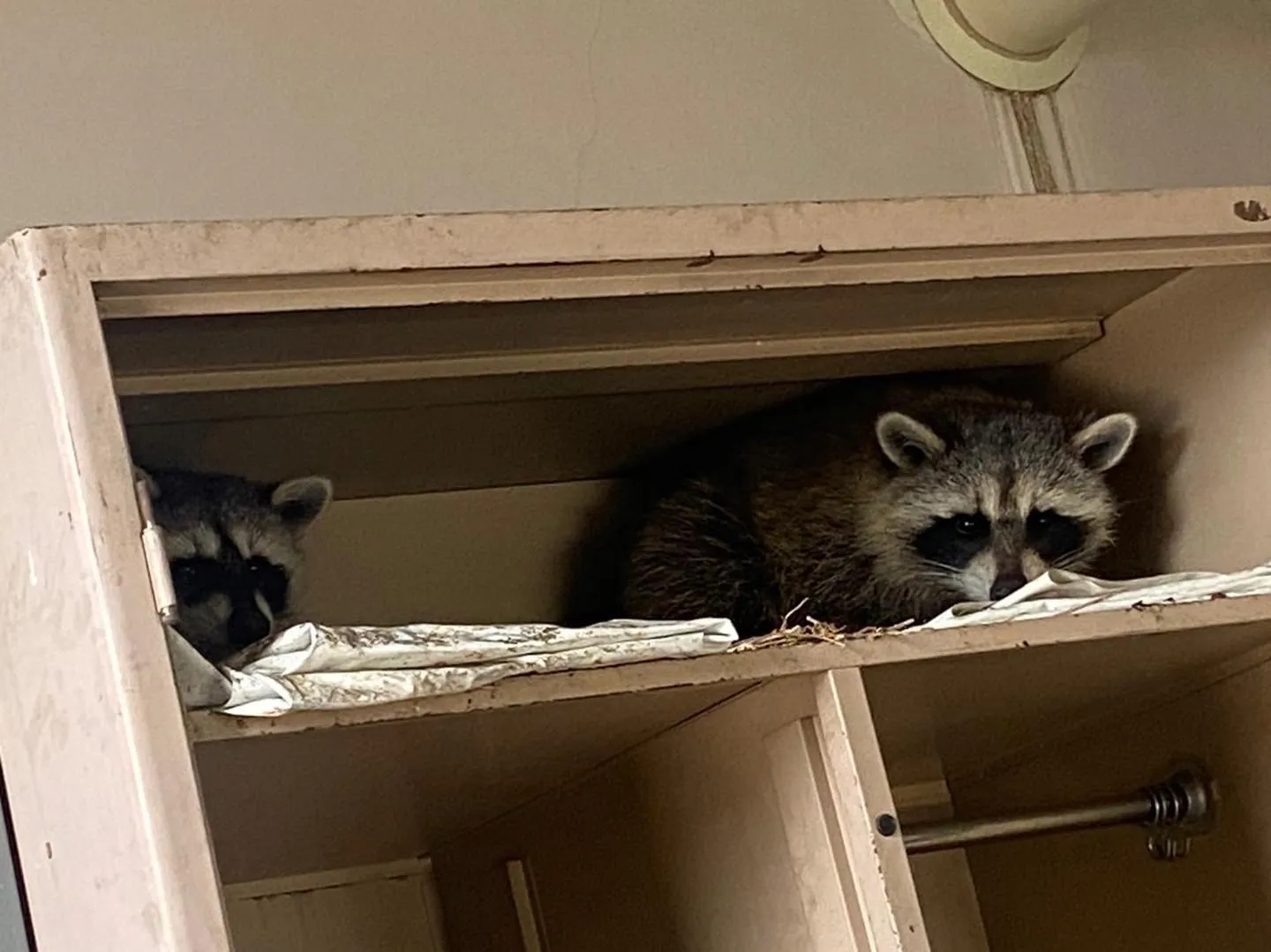 【アニメでよく見るあの生物が！かなり危険！害獣駆除するな...