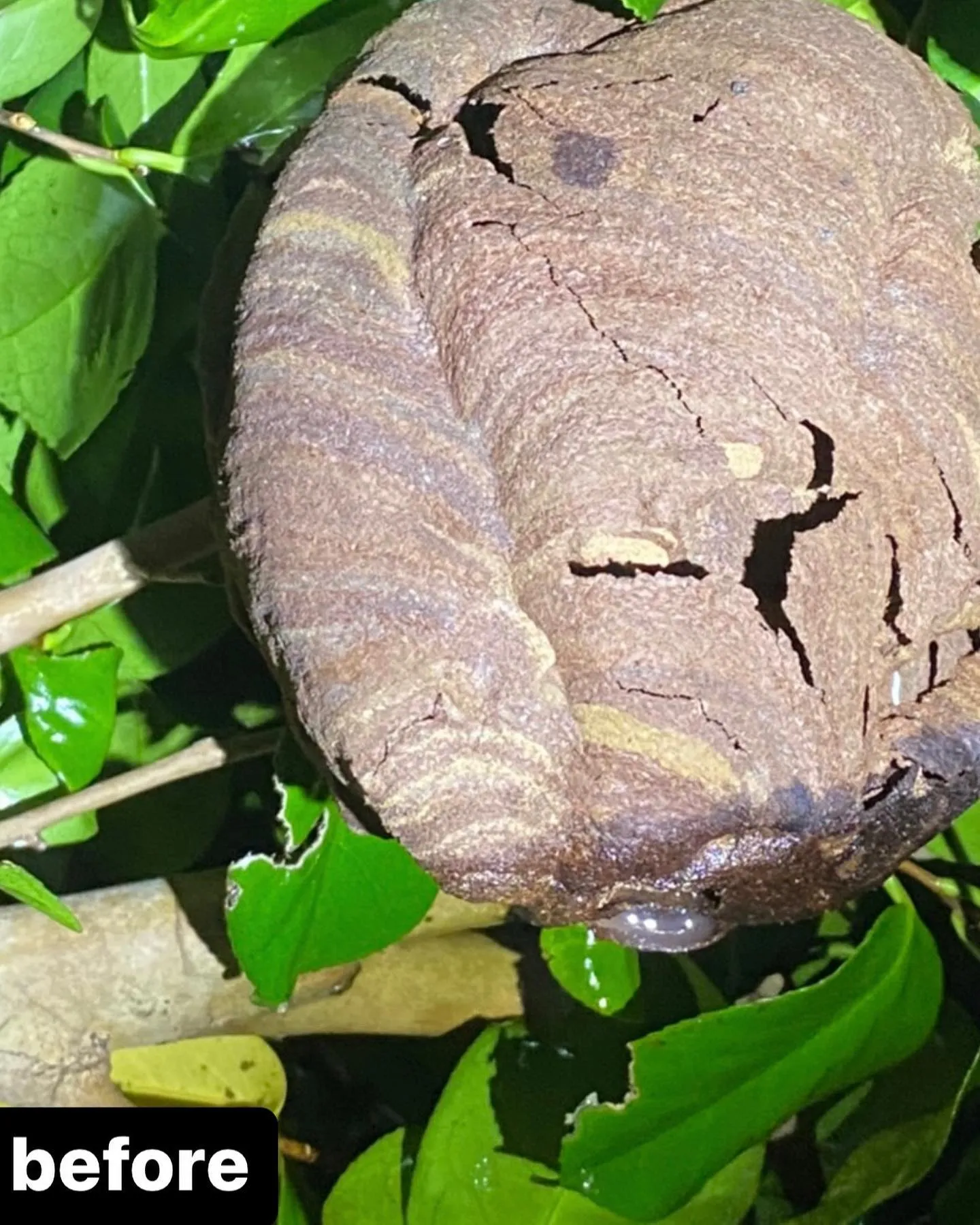 【木の中に蜂の巣が！かなり危険！害獣駆除するならNATY 株式...