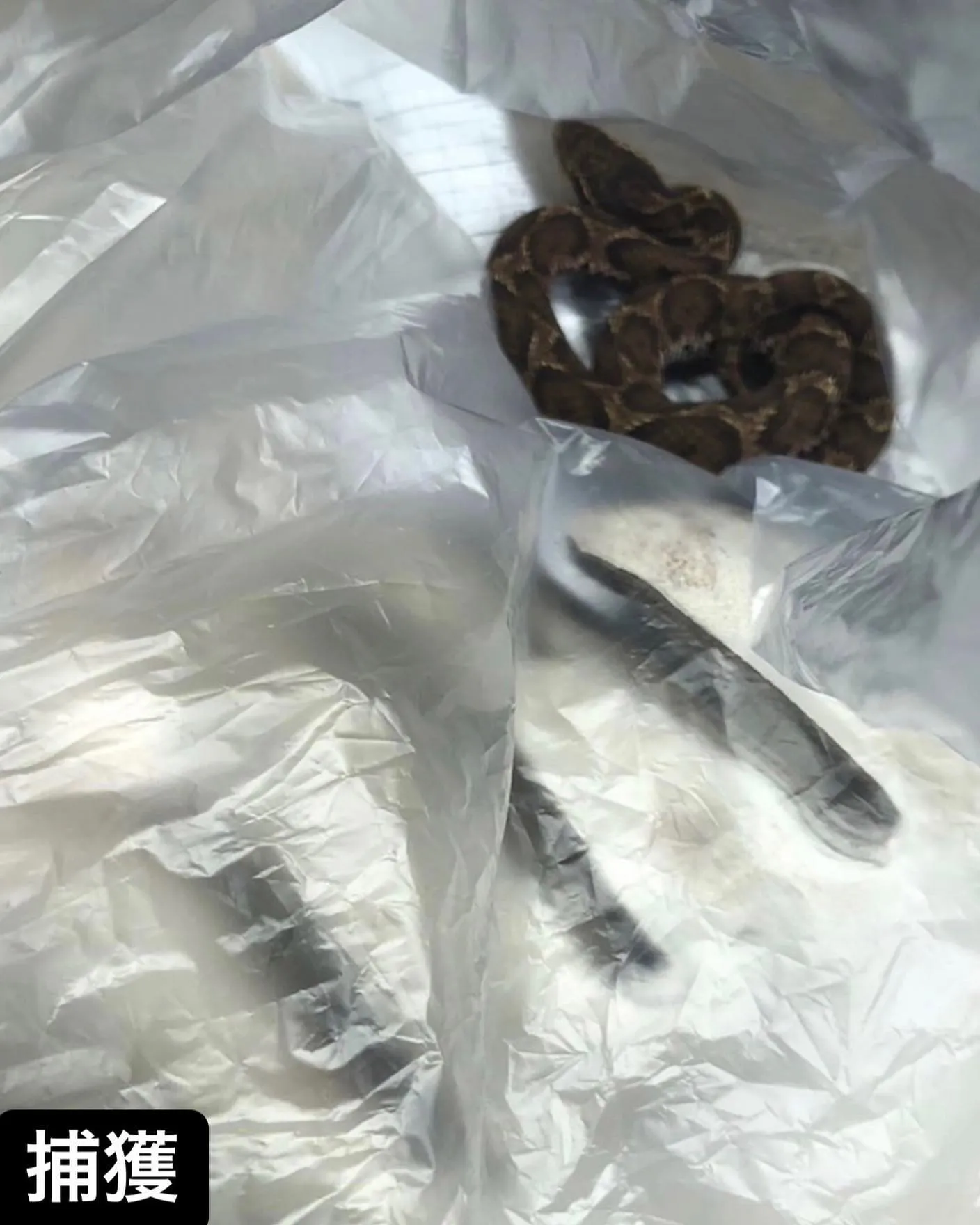 【家の中に蛇！超危険！蛇駆除ならNATY 株式会社で】