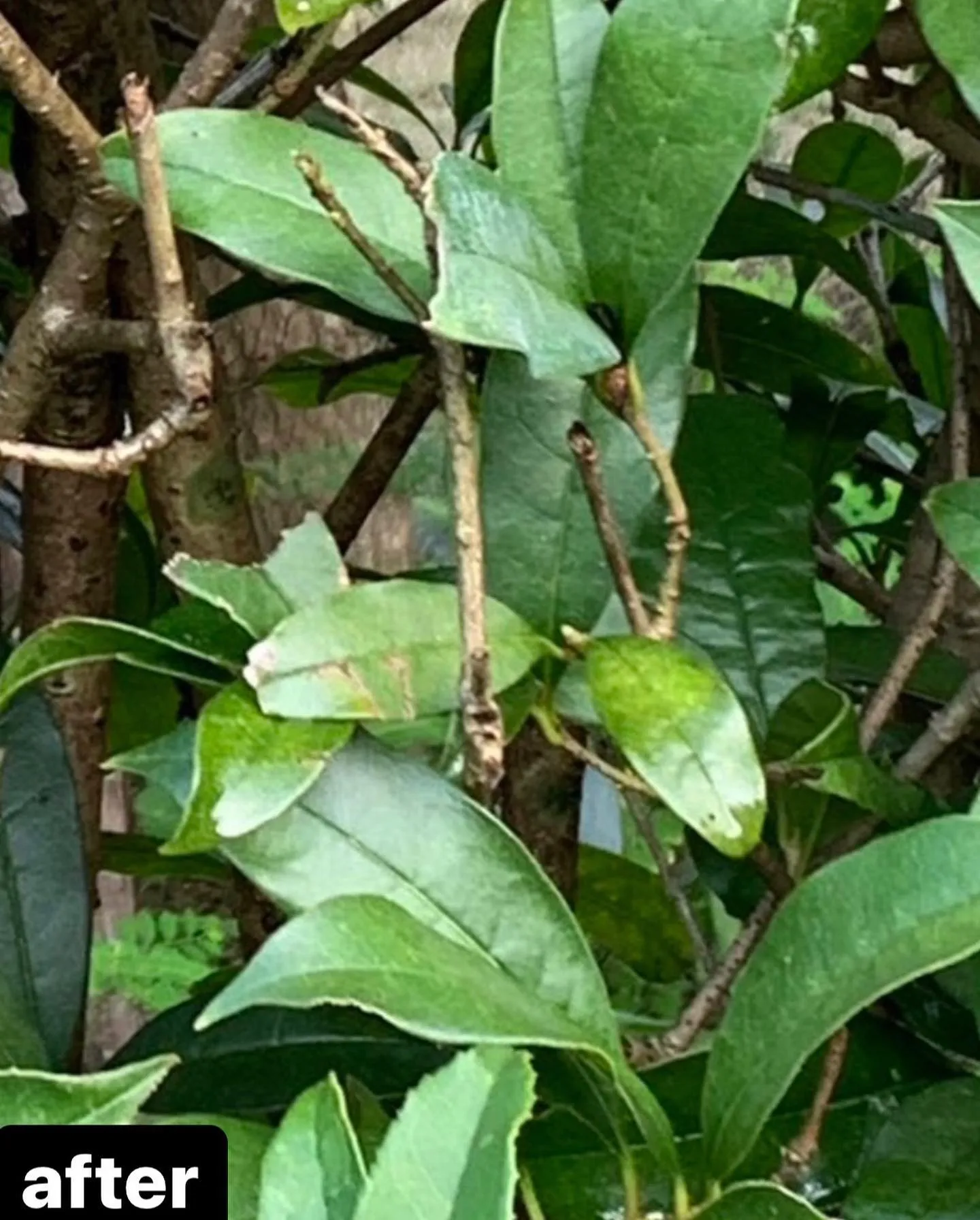 【家に生えてる草木に！蜂！蜂駆除ならNATY 株式会社で】