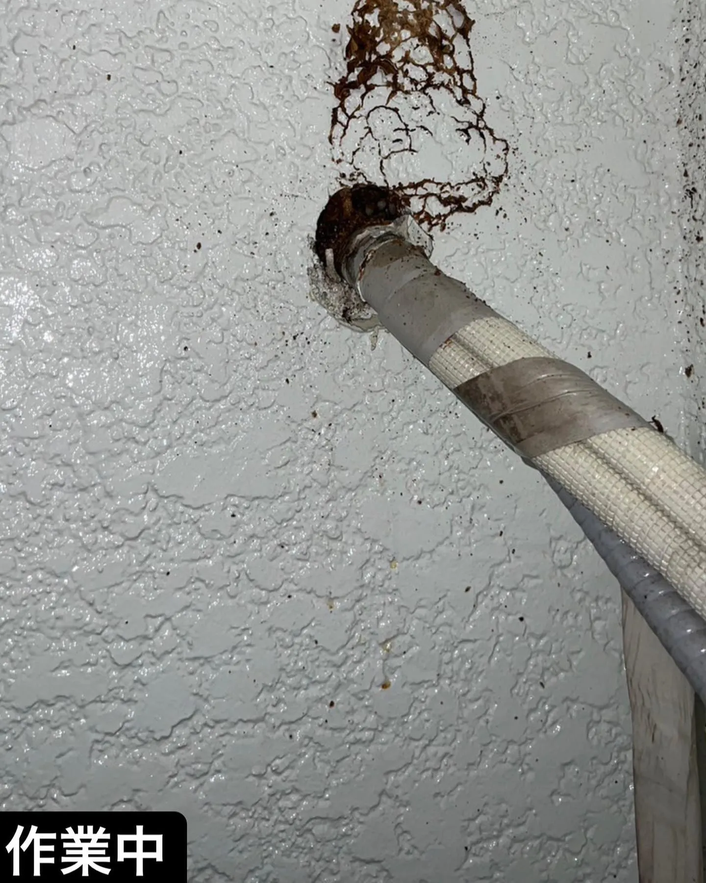 【意外な所に蜂が！かなり危険！蜂駆除ならNATY 株式会社で】