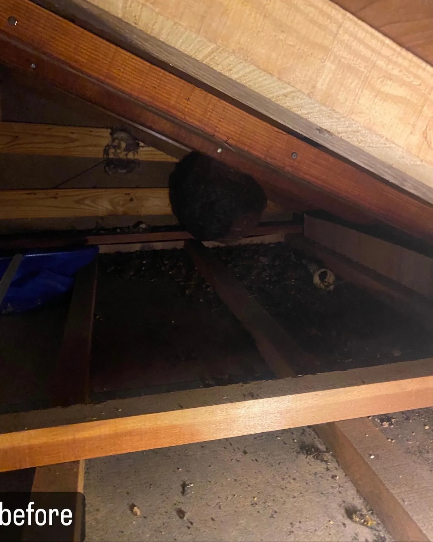 【蜂が屋根裏にに！大変なことに！害虫駆除ならNATY 株式会社...