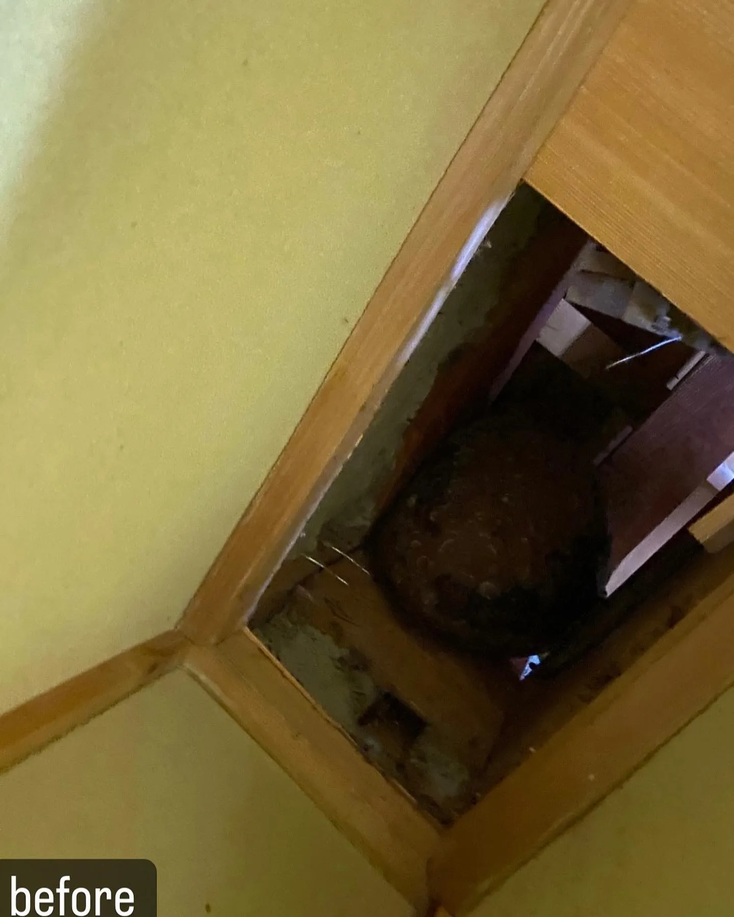 【蜂が壁の中に！大変危険！害虫駆除ならNATY 株式会社で】