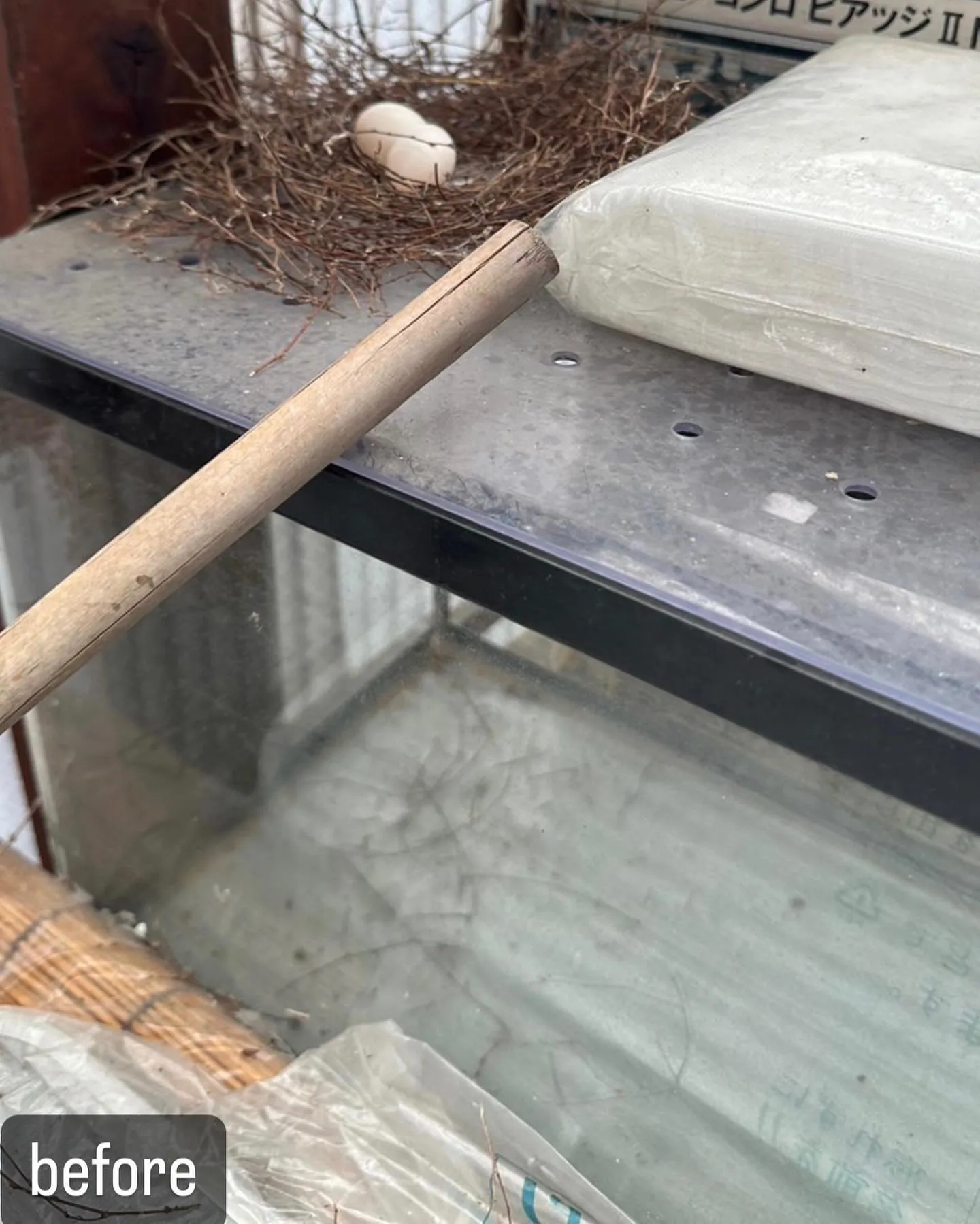 【ベランダに卵が！雛は実は大変！害鳥駆除ならNATY 株式会...