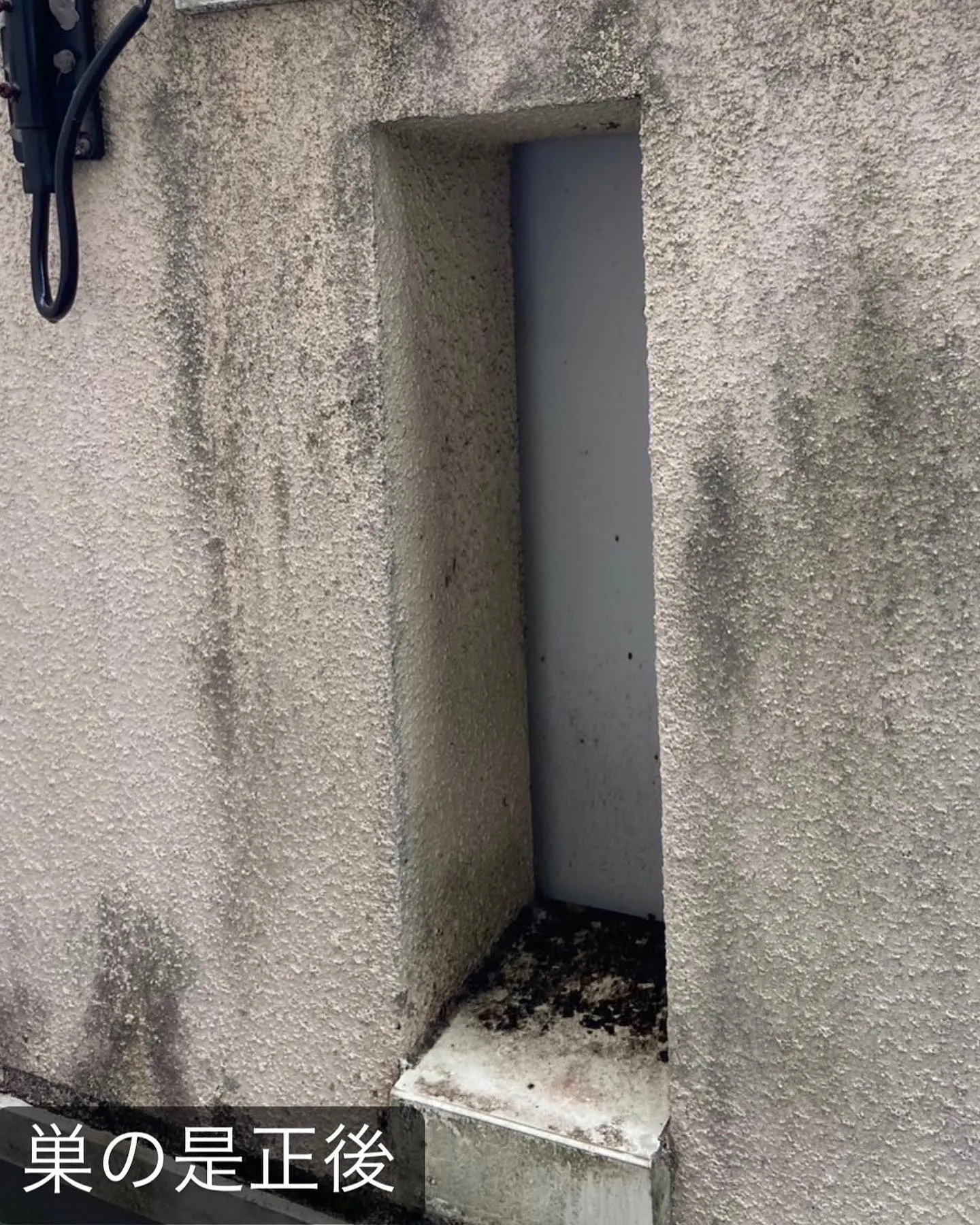 【ベランダに蜂の巣が！アシナガバチは危険！害鳥駆除ならNAT...