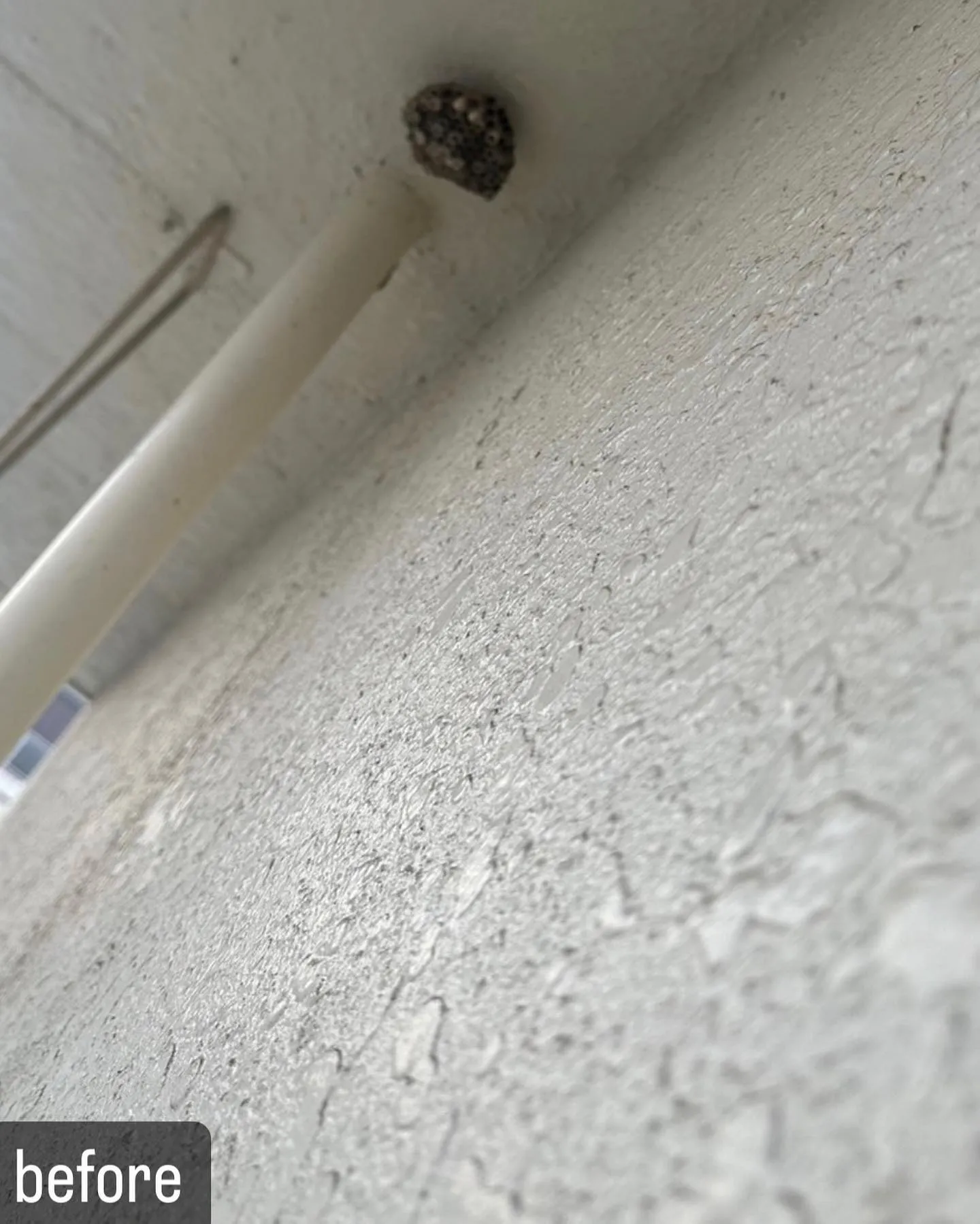 【ベランダに蜂が！蜂の巣が！害虫駆除ならNATY 株式会社で...