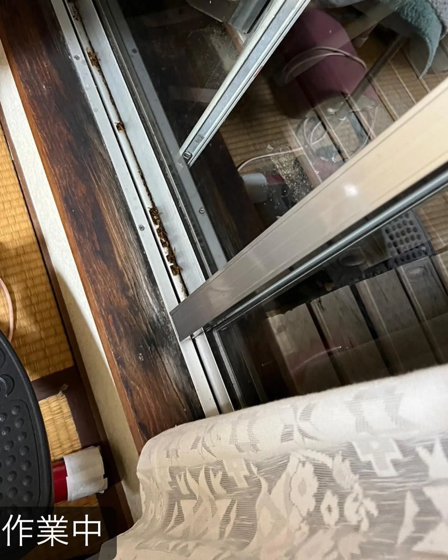 【部屋の中に蜂が！害虫駆除ならNATY 株式会社で】