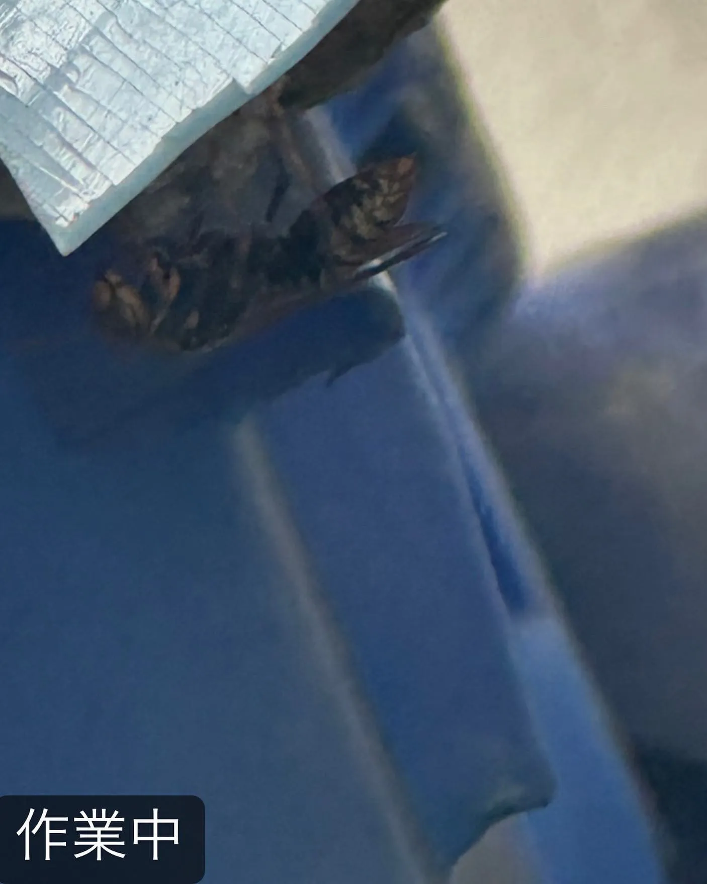 【庭に蜂が！危険！害虫駆除ならNATY 株式会社で】