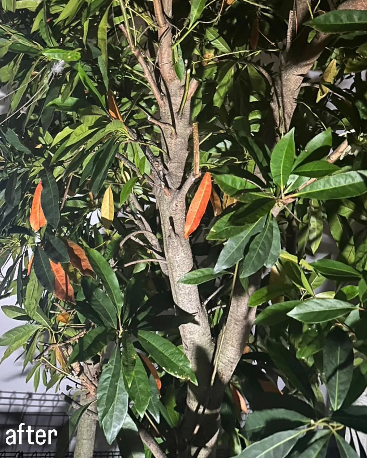 【庭の木に鳩！雛もいた！害鳥駆除ならNATY 株式会社で】