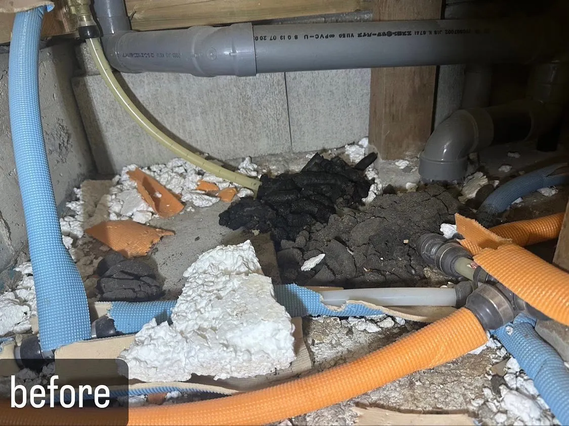 【屋根裏に害獣が！害獣駆除ならNATY 株式会社で】