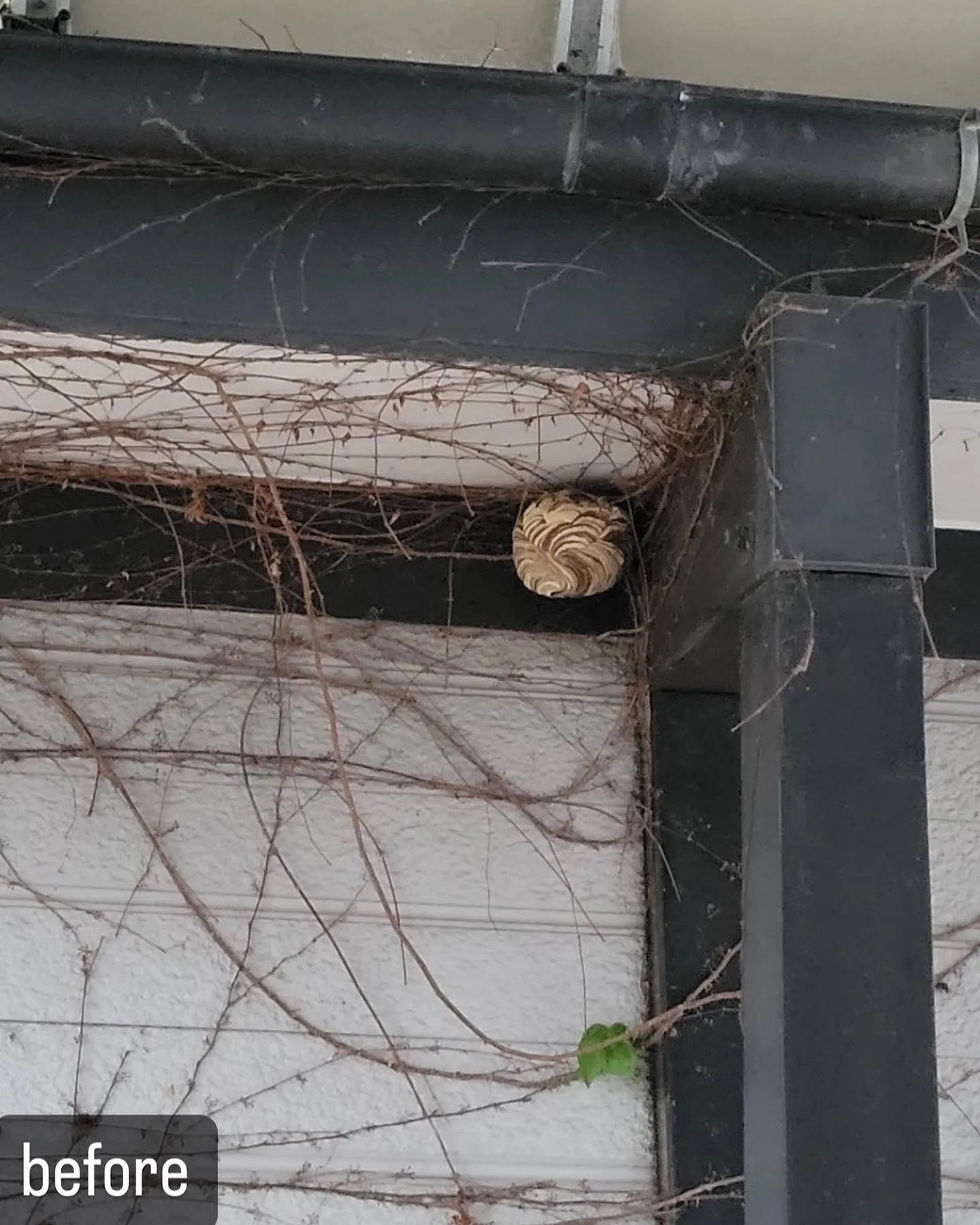 【ご自宅に蜂が！害虫駆除ならNATY 株式会社で】