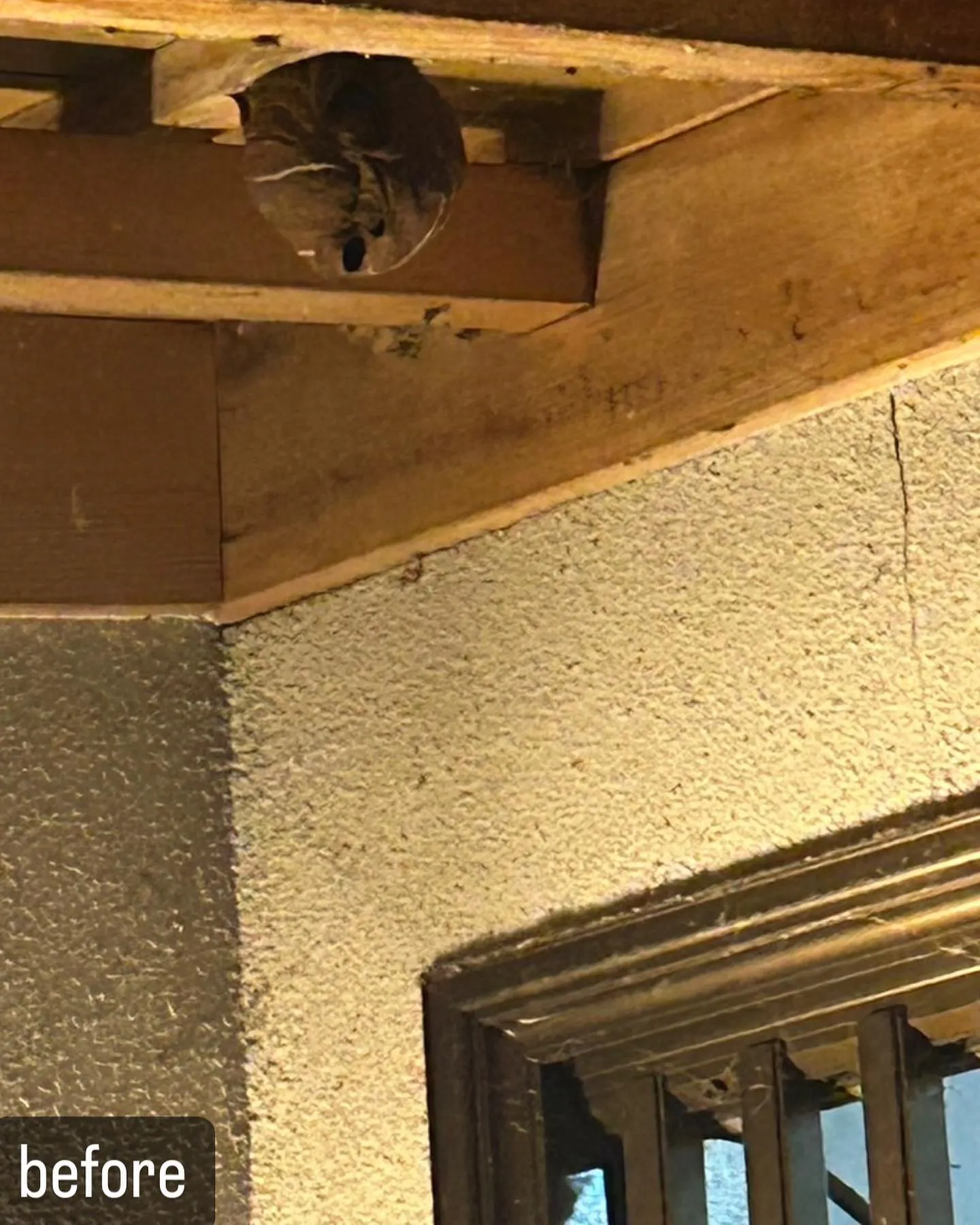 【自宅に蜂が！害虫駆除ならNATY 株式会社で】