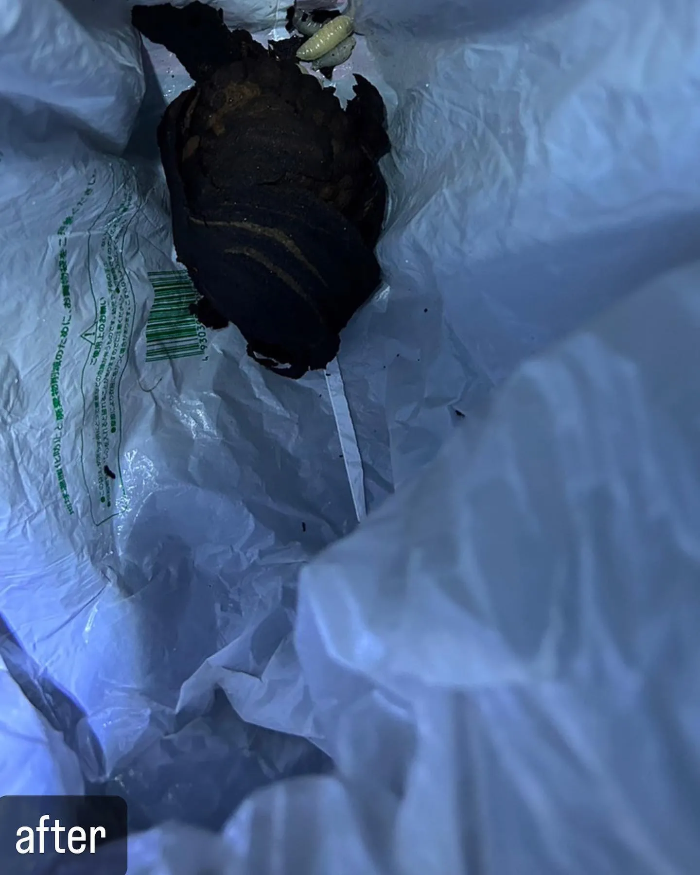 【自宅に蜂が！害虫駆除ならNATY 株式会社で】