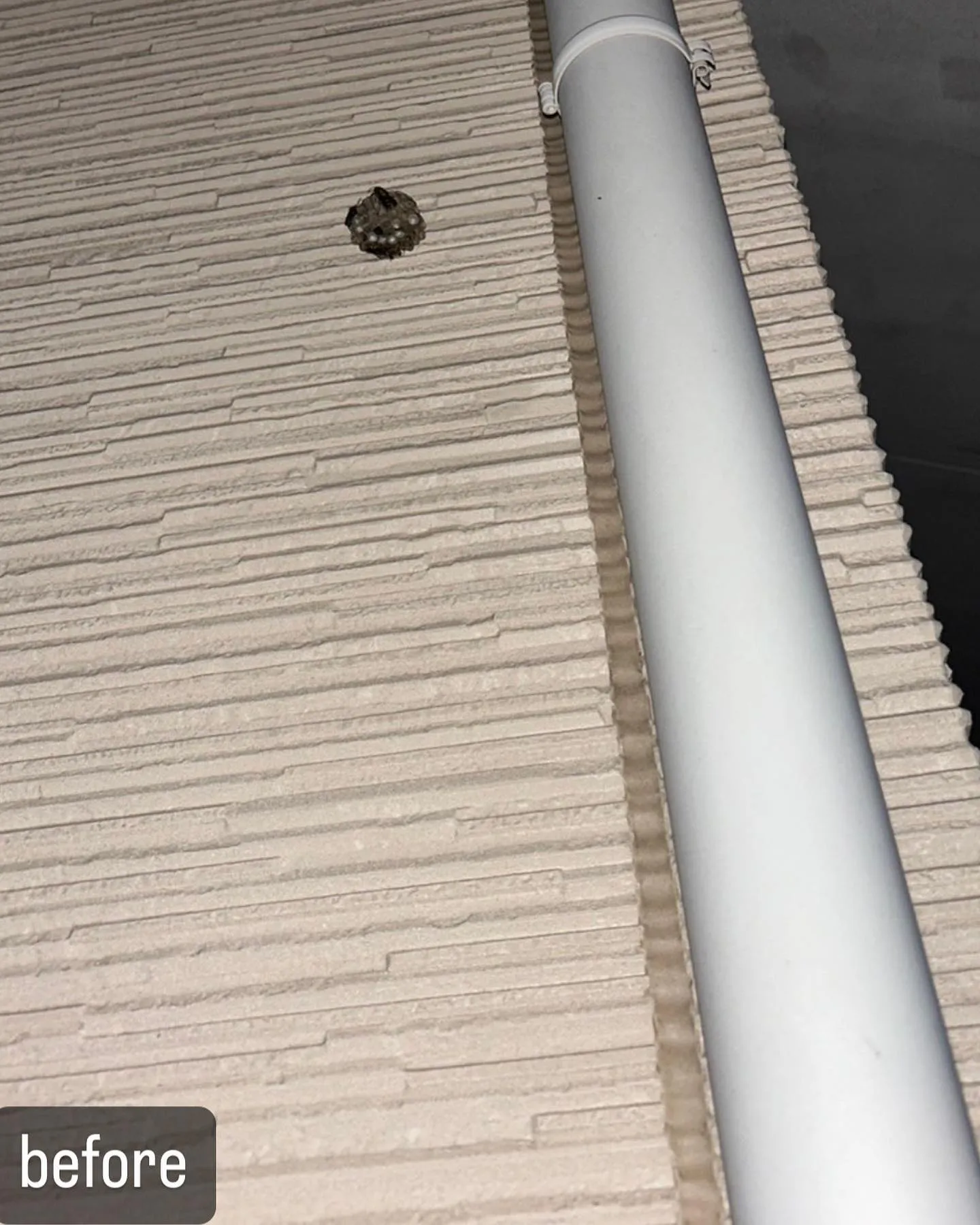 【自宅に壁に蜂が！害虫駆除ならNATY 株式会社で】