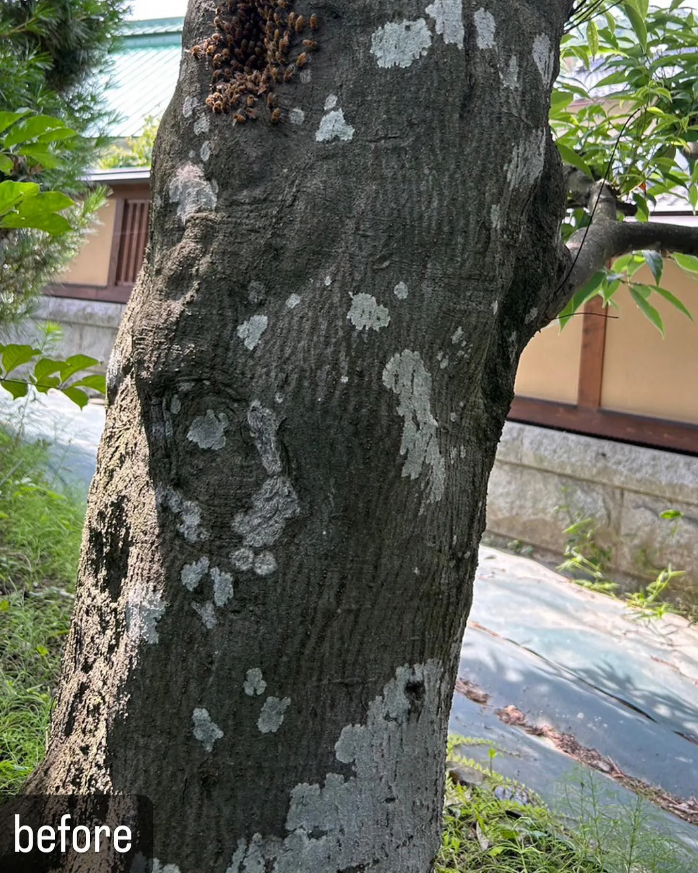 【自宅の木に蜂が！害虫駆除ならNATY 株式会社で】