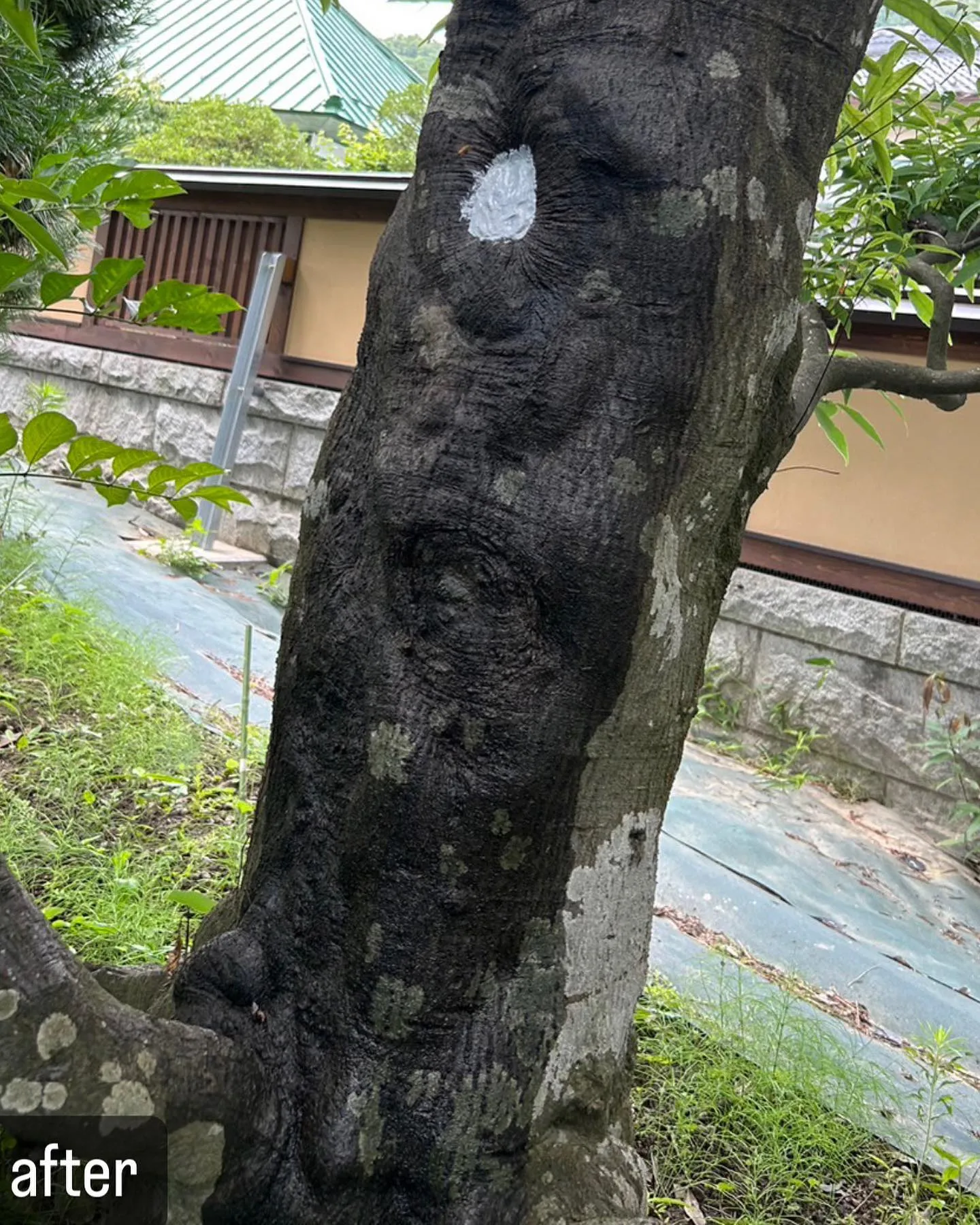 【自宅の木に蜂が！害虫駆除ならNATY 株式会社で】