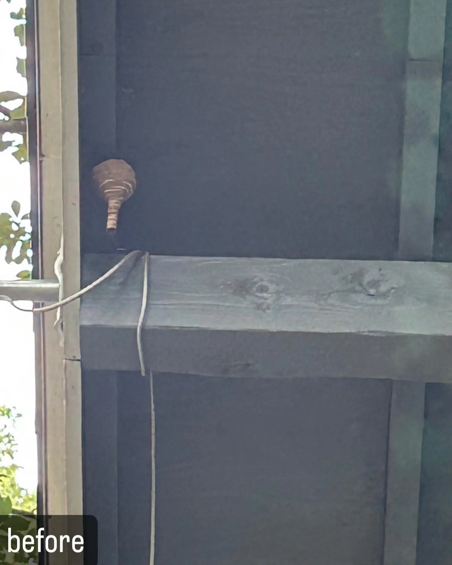 【自宅に蜂が！害虫駆除ならNATY 株式会社で】