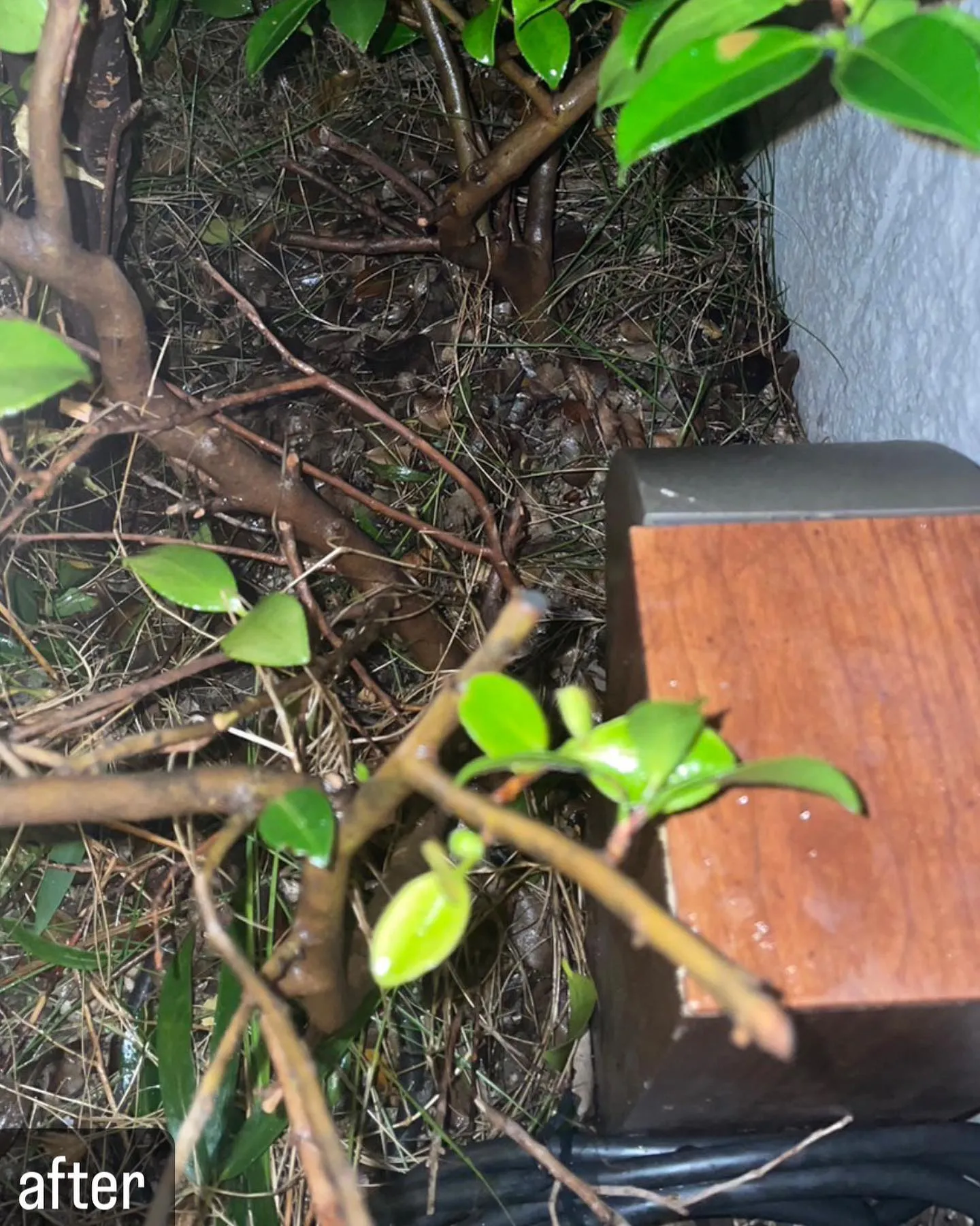 【自宅に蜂が！害虫駆除ならNATY 株式会社で】