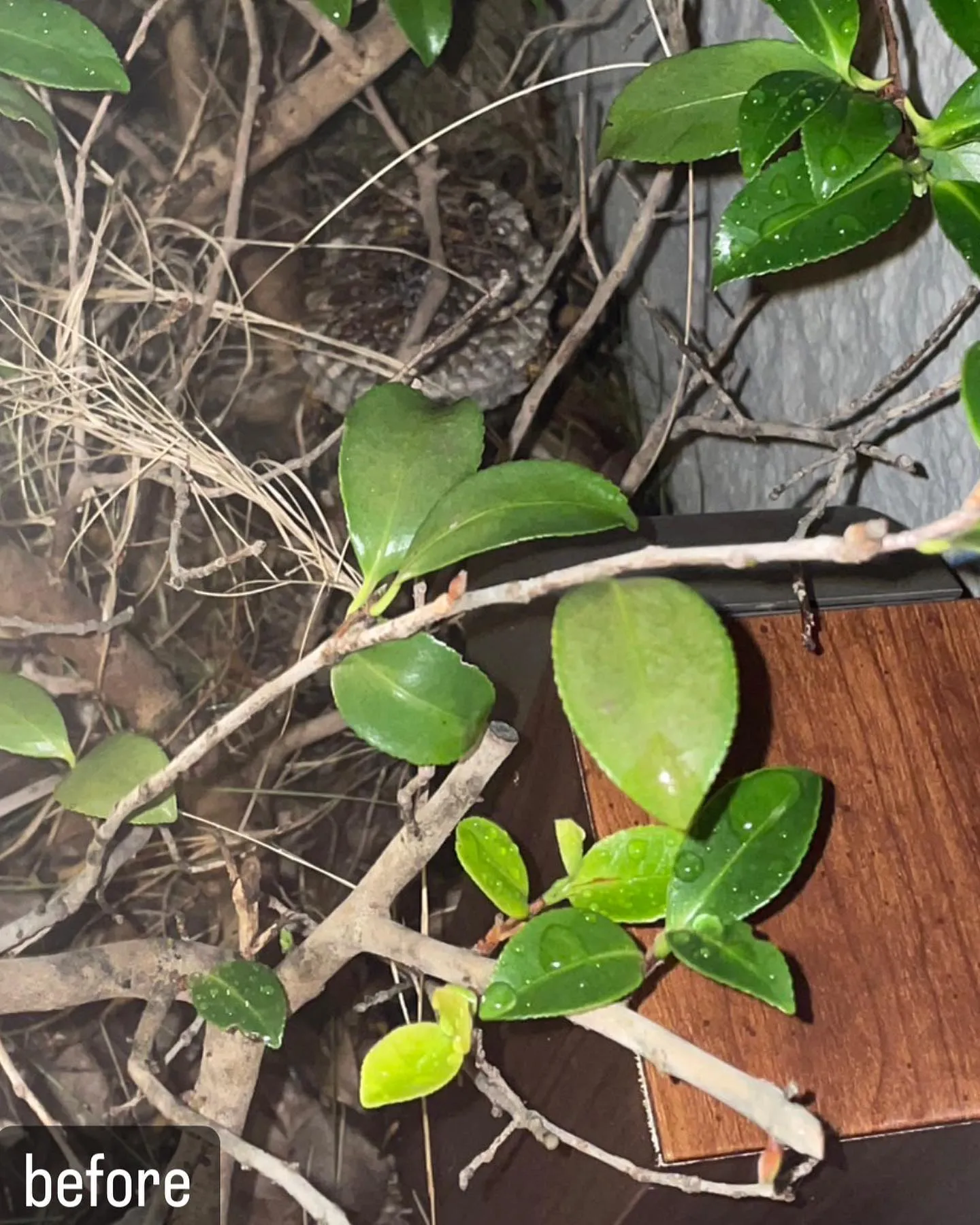 【自宅に蜂が！害虫駆除ならNATY 株式会社で】