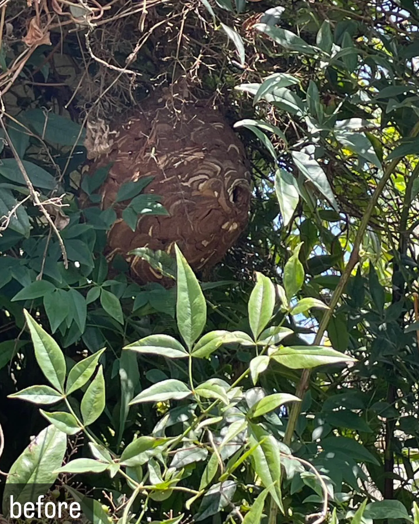 【自宅に蜂が！害虫駆除ならNATY 株式会社で】