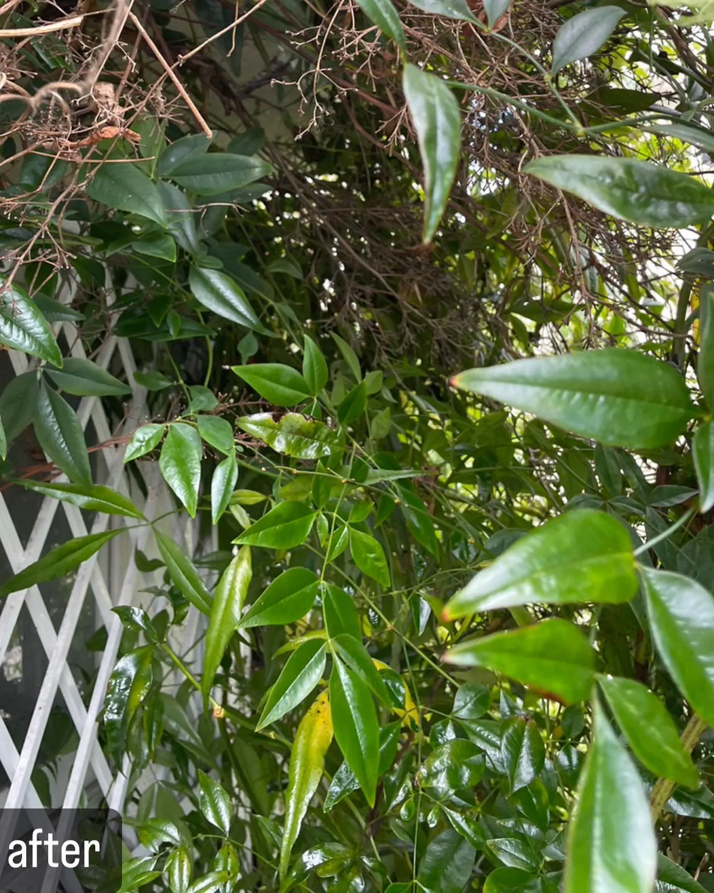 【自宅に蜂が！害虫駆除ならNATY 株式会社で】