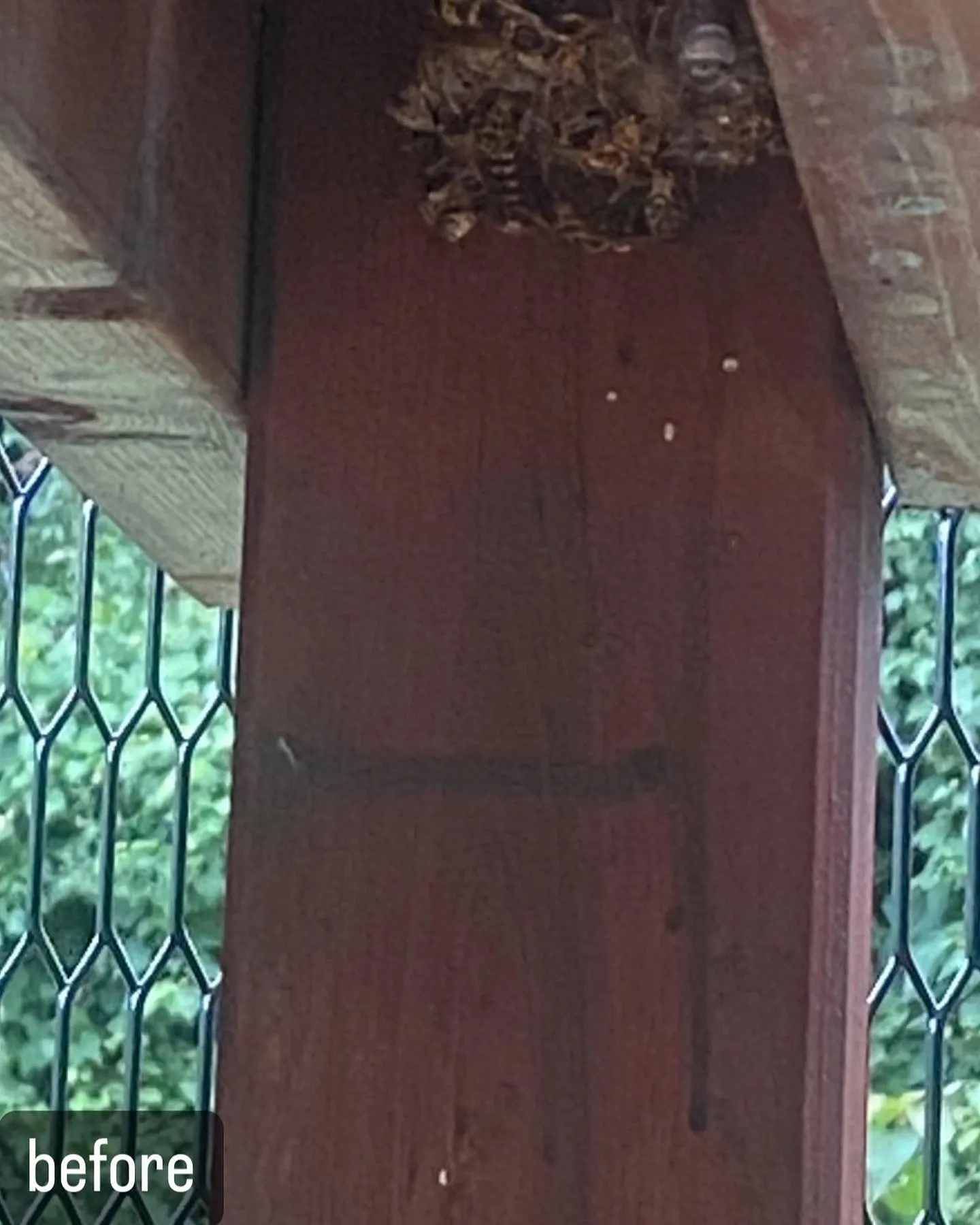 【自宅に蜂が！害虫駆除ならNATY 株式会社で】