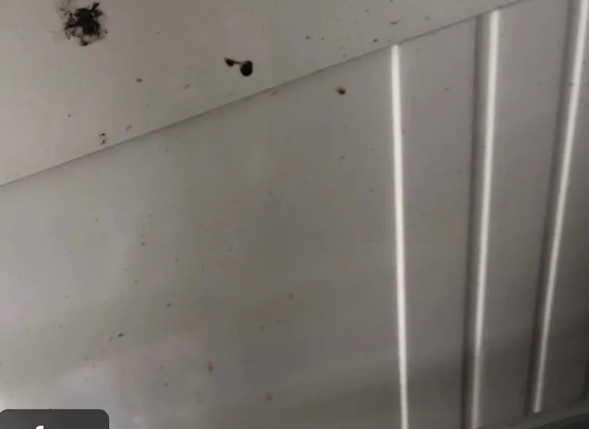 【蜂が！危険！害虫駆除ならNATY 株式会社で】