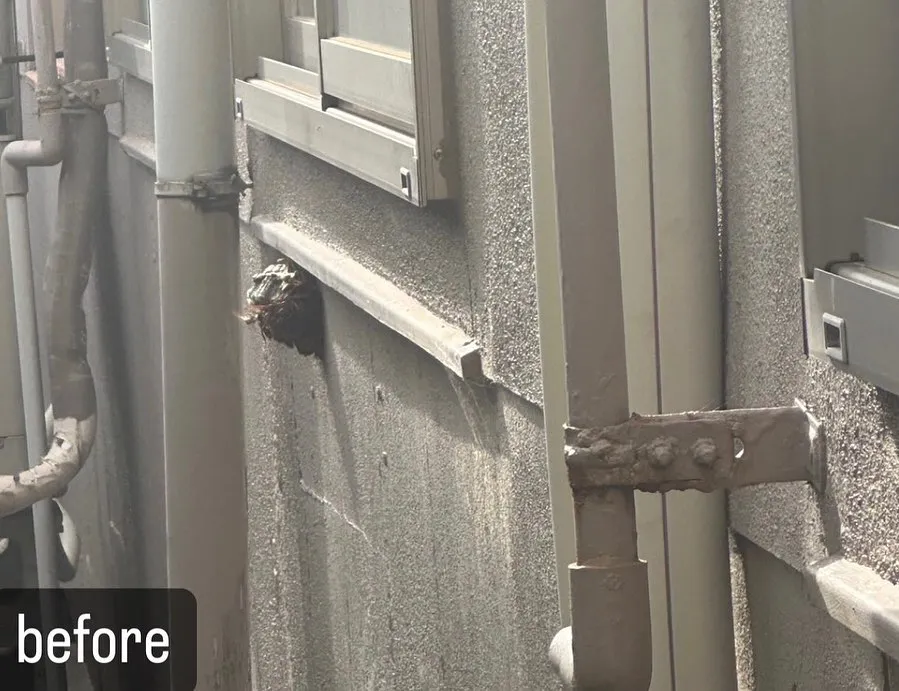 【壁に蜂がが！意外と気づかない！危険！