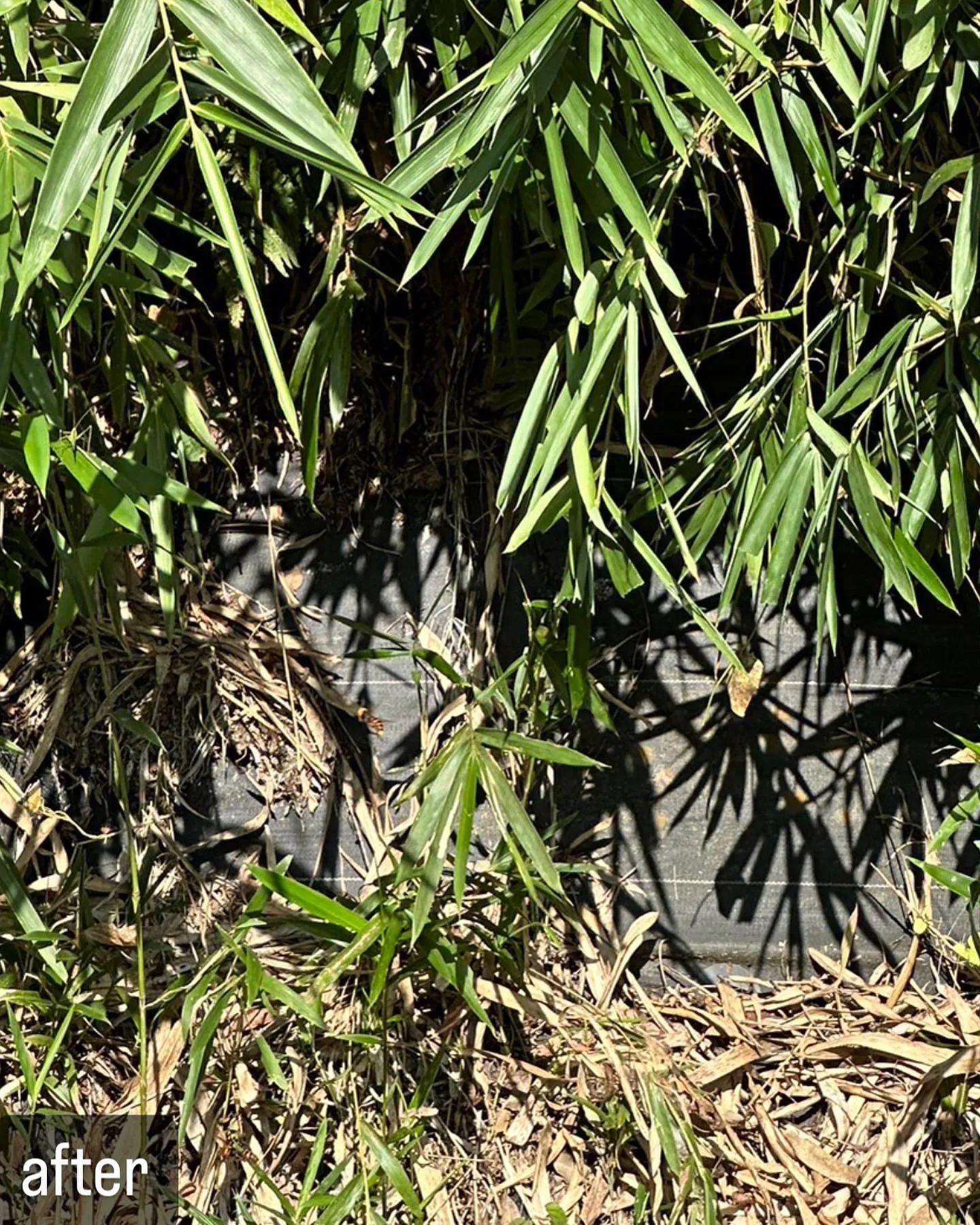 【繁殖期！蜂が大量！害虫駆除ならNATY 株式会社で】