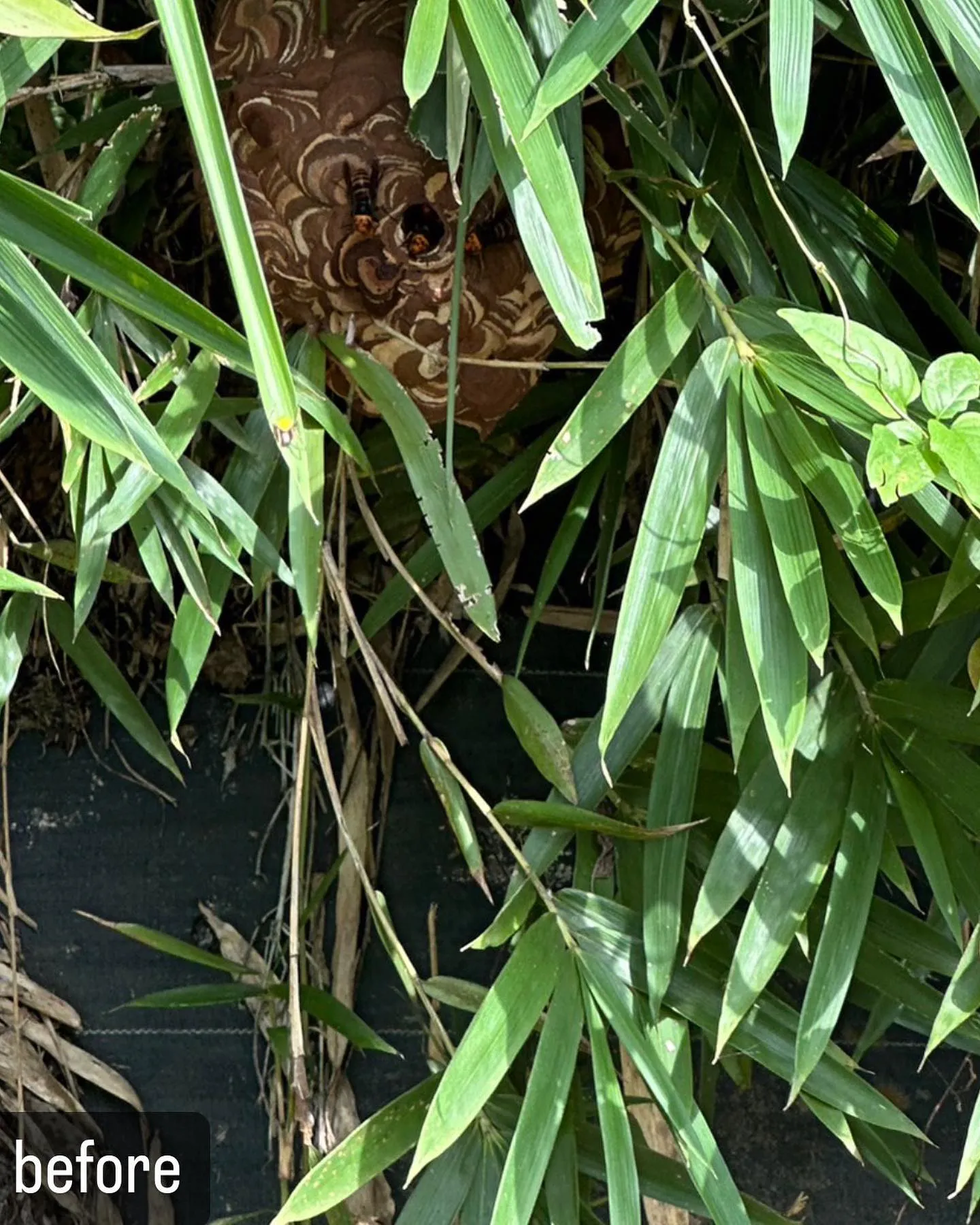 【繁殖期！蜂が大量！害虫駆除ならNATY 株式会社で】