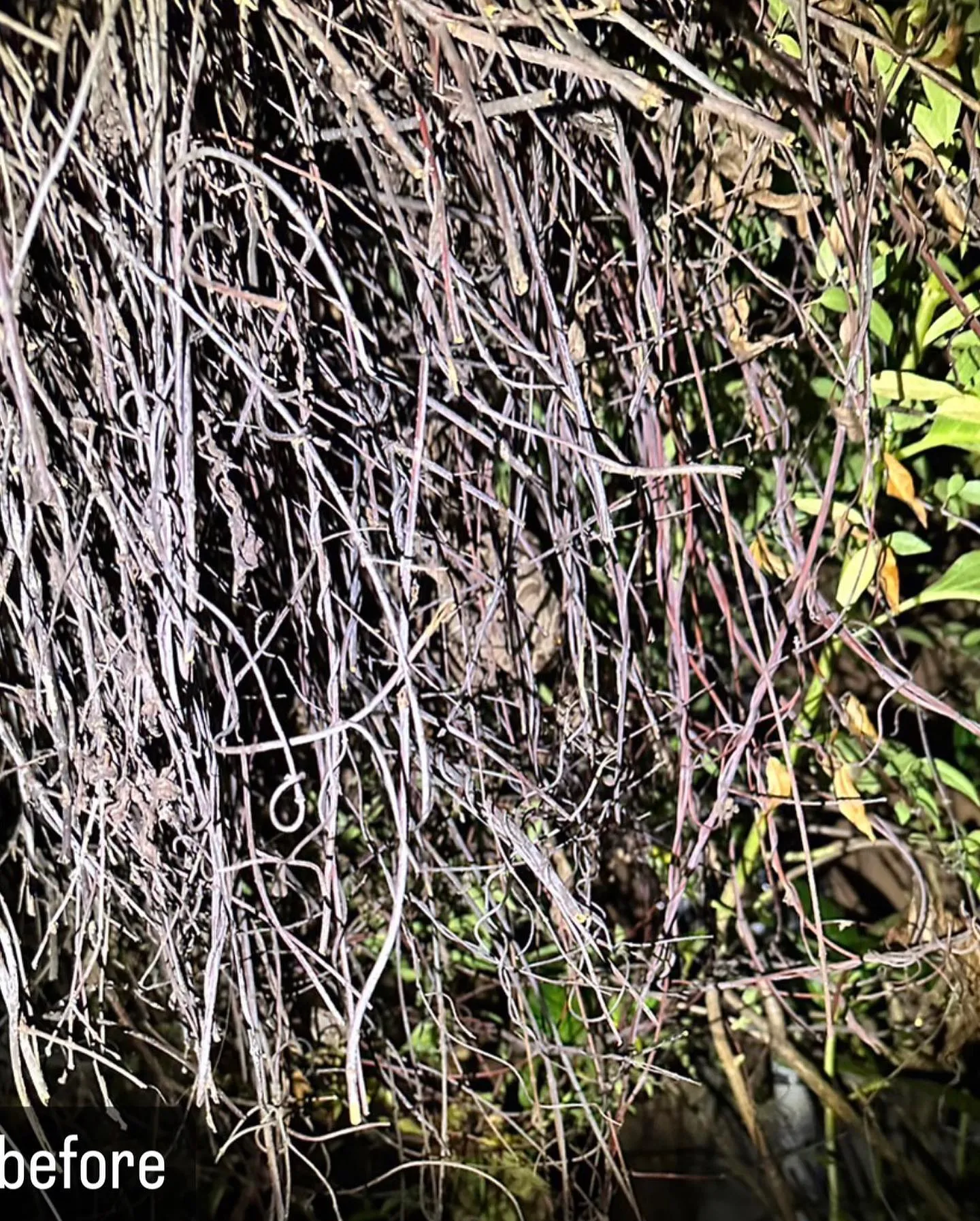 【蜂の巣が！大量！害虫駆除ならNATY 株式会社で】