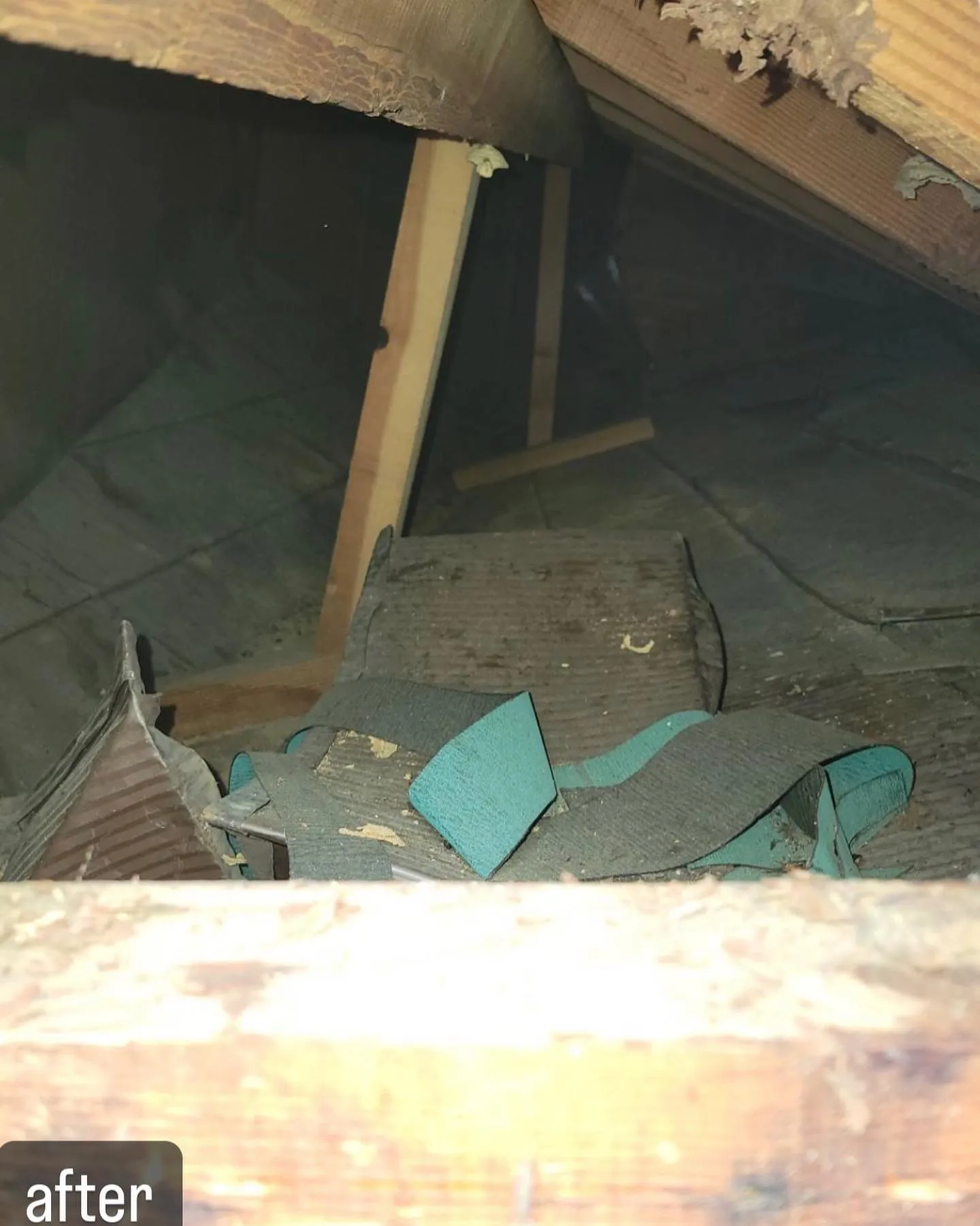 【蜂の巣が！壁の中に！害虫駆除ならNATY 株式会社で】