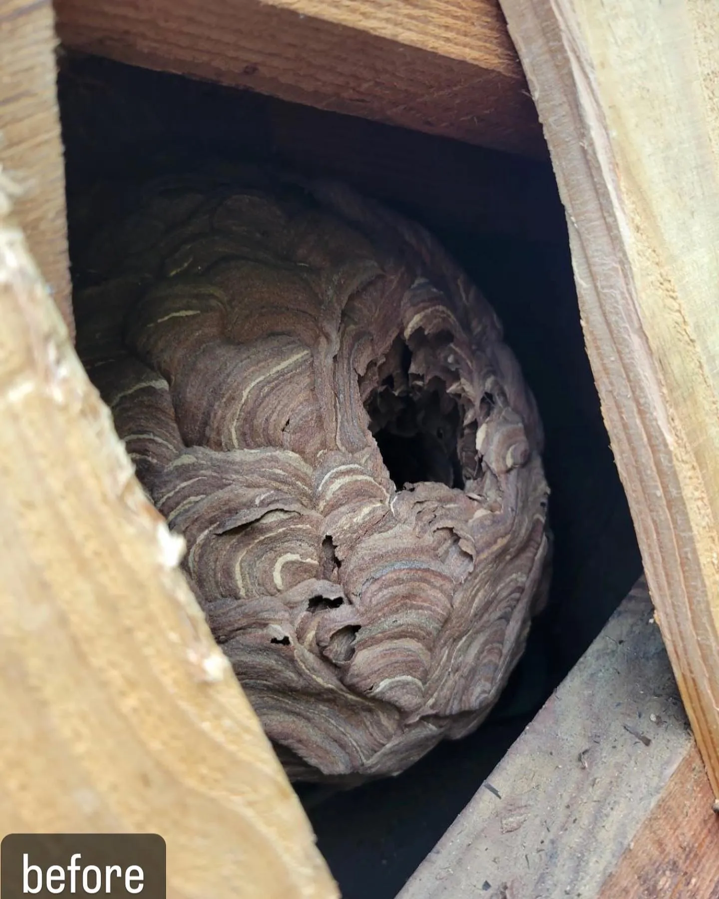 【蜂の巣が！壁の中に！害虫駆除ならNATY 株式会社で】