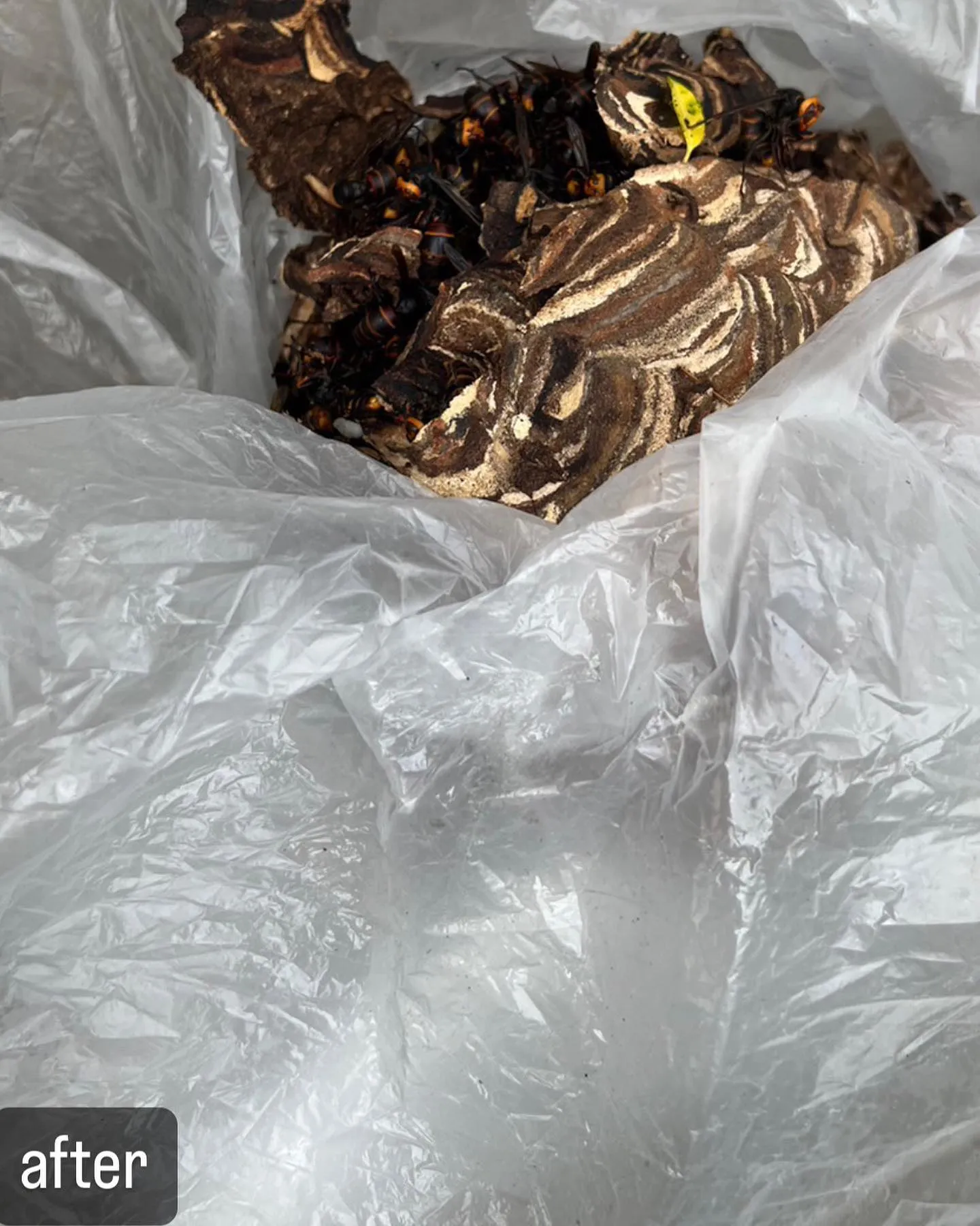 【蜂の巣が！かなり危険！蜂駆除ならNATY 株式会社で】