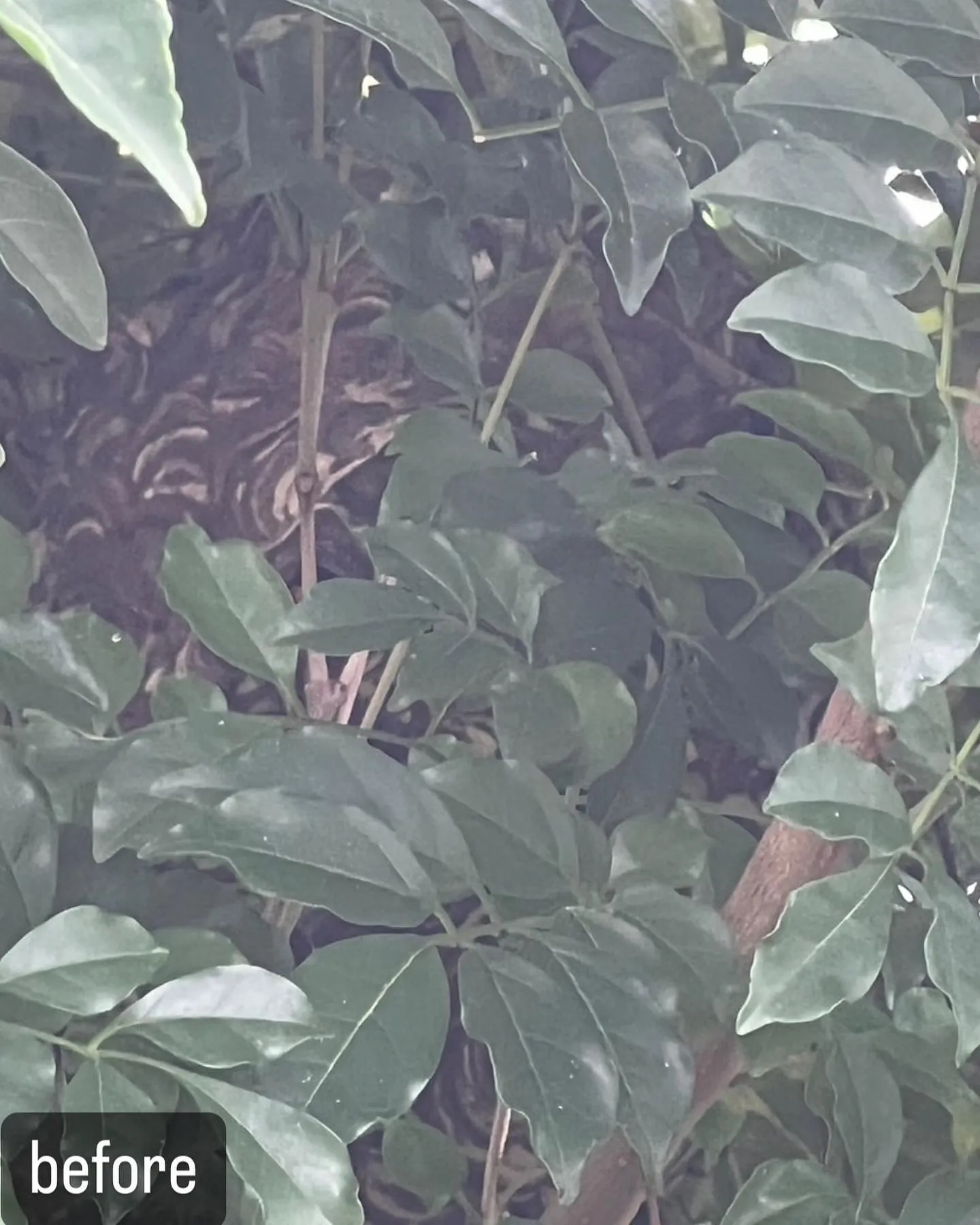 【蜂の巣が！かなり危険！蜂駆除ならNATY 株式会社で】