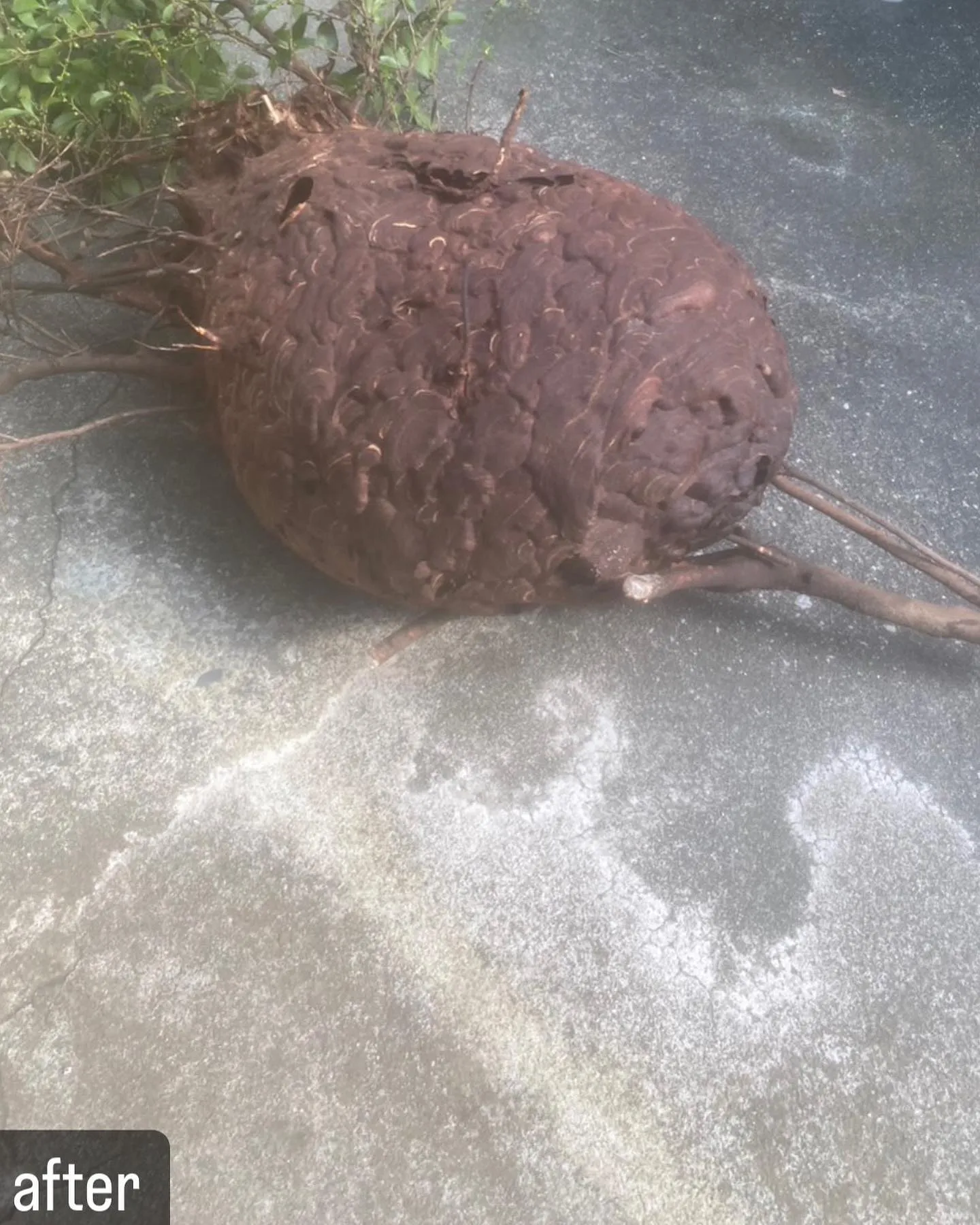 【蜂の巣が！最大級に危険！蜂駆除ならNATY 株式会社で】