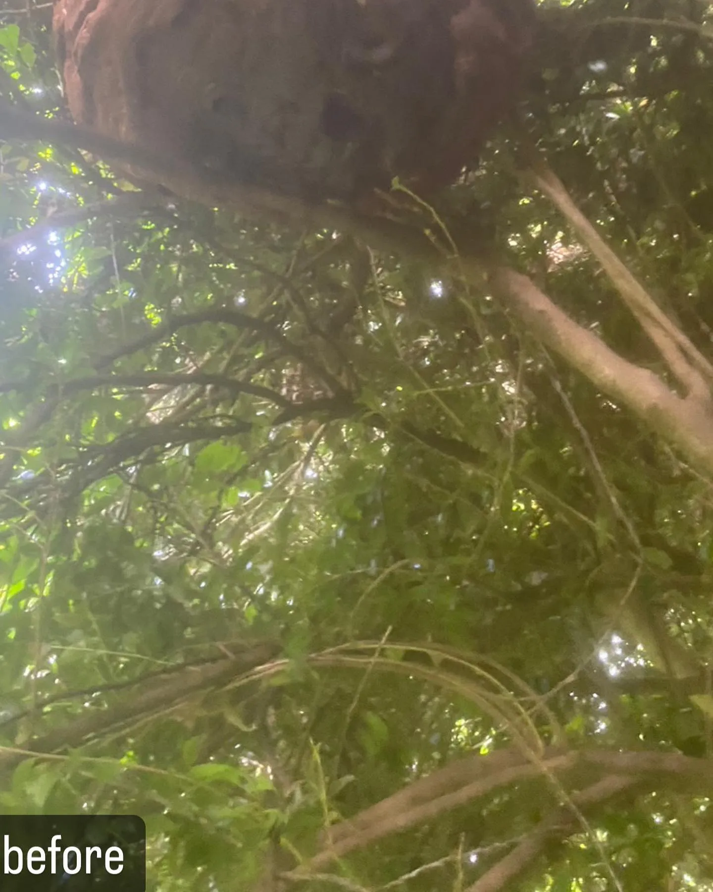 【蜂の巣が！最大級に危険！蜂駆除ならNATY 株式会社で】