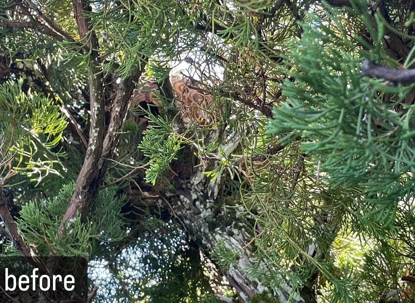 【蜂の巣が！庭の木に！大変！蜂駆除ならNATY 株式会社で】