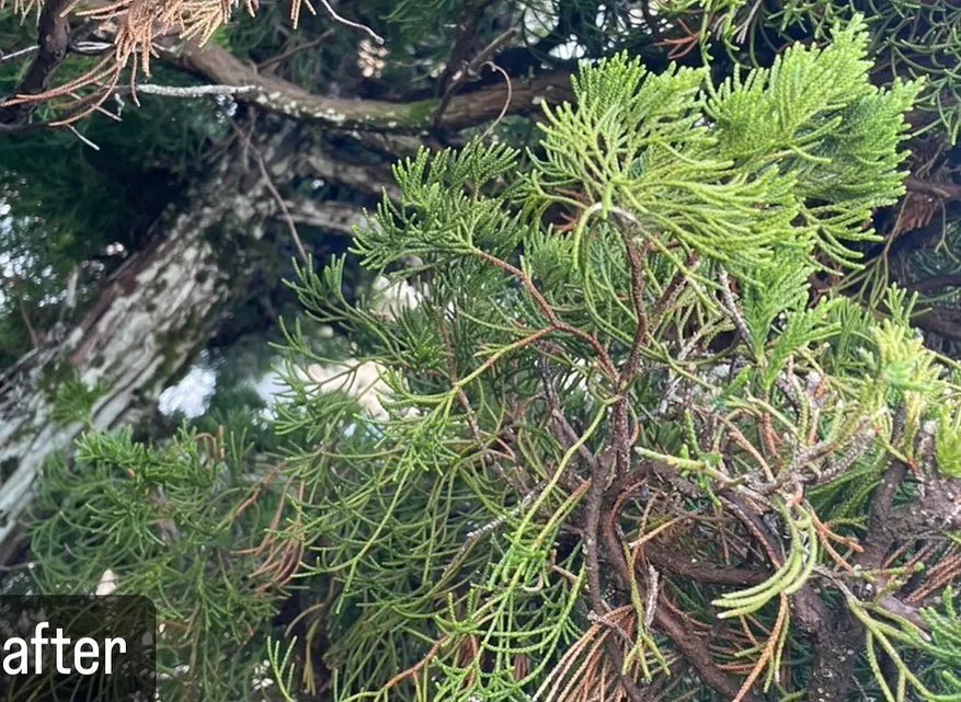 【蜂の巣が！庭の木に！大変！蜂駆除ならNATY 株式会社で】