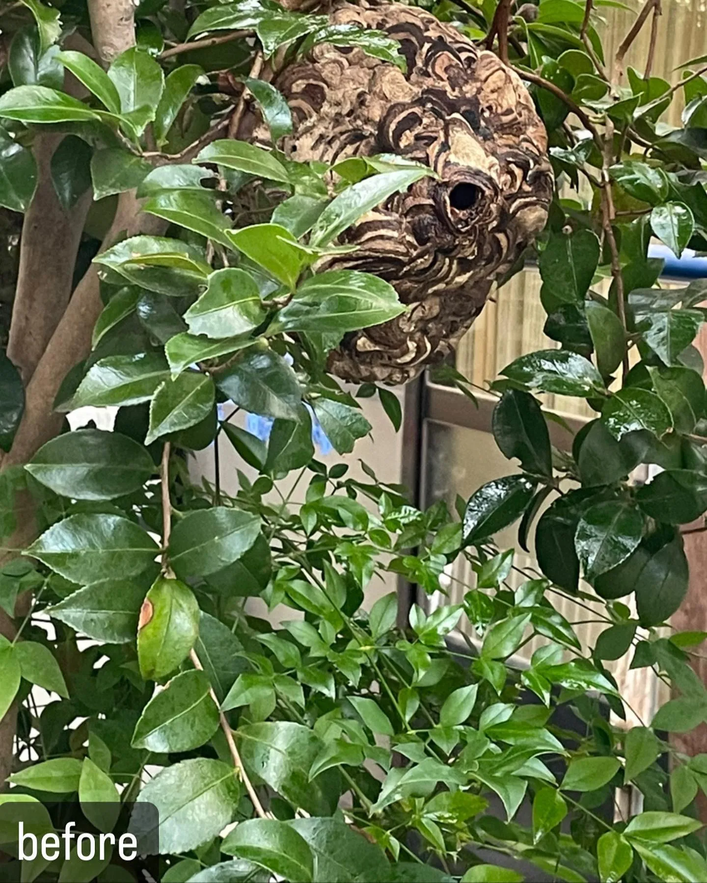 【スズメバチが！庭の木に！大変！蜂駆除ならNATY 株式会社...