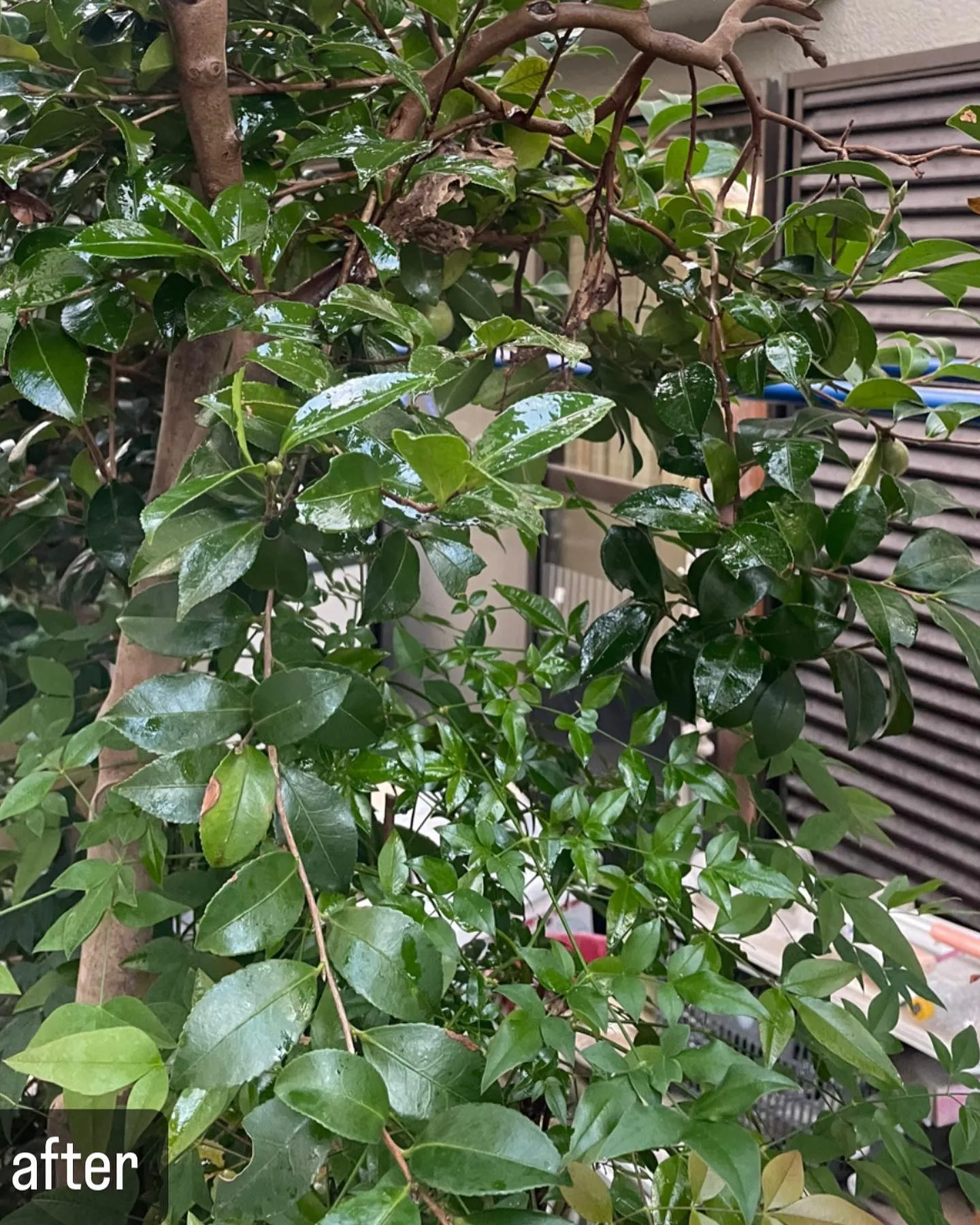 【スズメバチが！庭の木に！大変！蜂駆除ならNATY 株式会社...