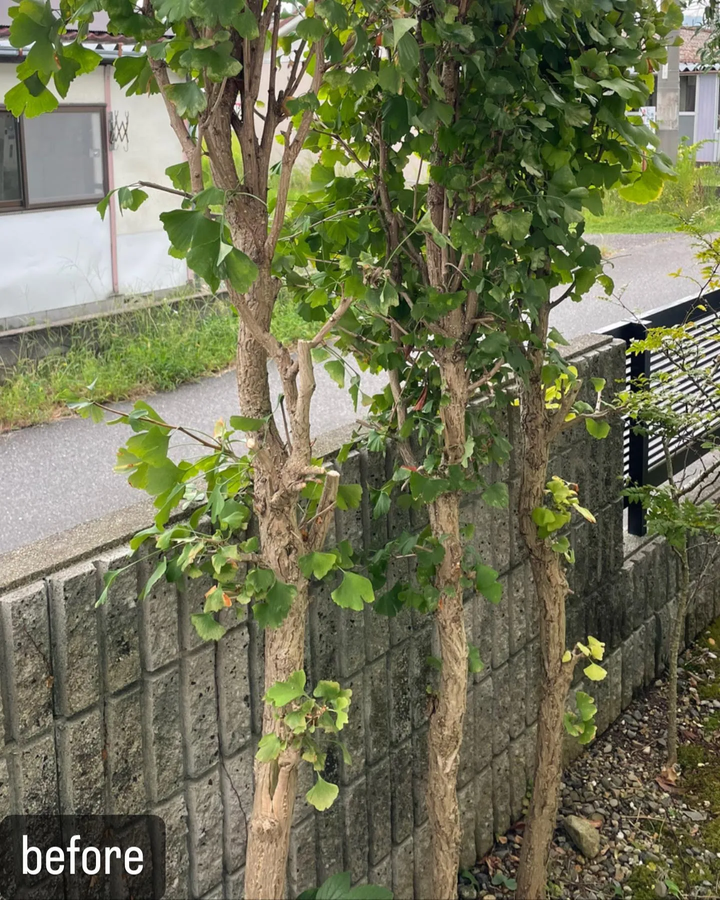 【蜂が！庭の木に！意外と気づかない！害虫駆除ならNATY 株...