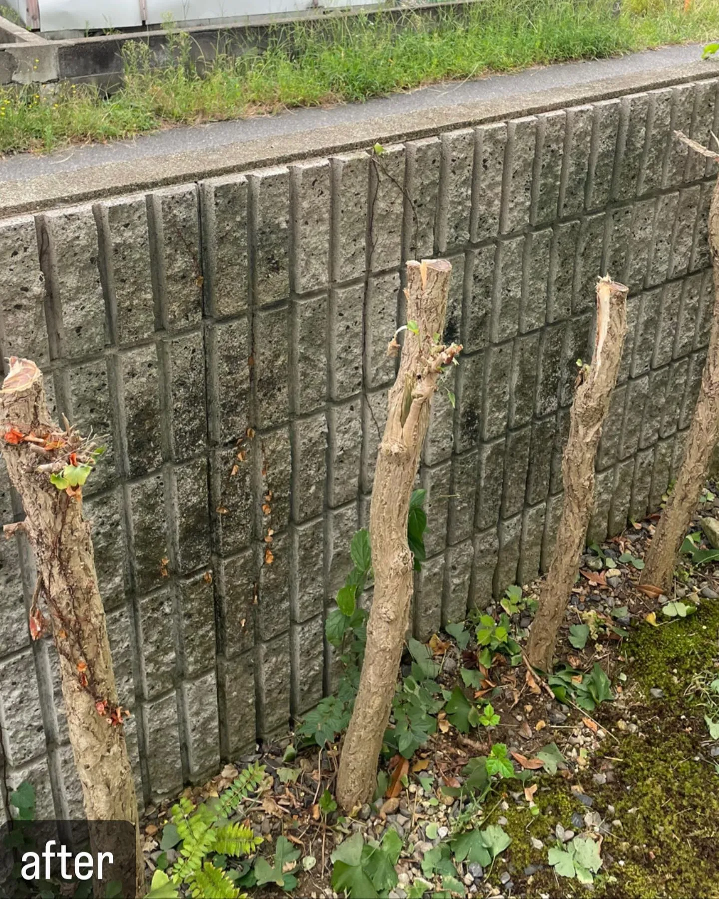 【蜂が！庭の木に！意外と気づかない！害虫駆除ならNATY 株...