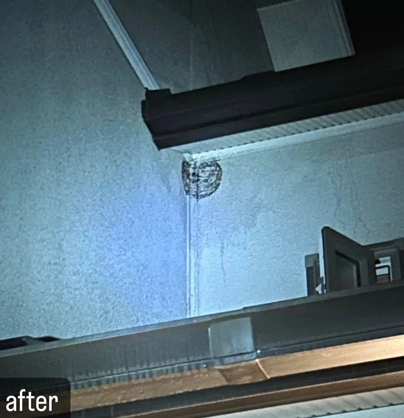 【蜂が！家の壁に！意外と気づかない！蜂駆除ならNATY 株式...