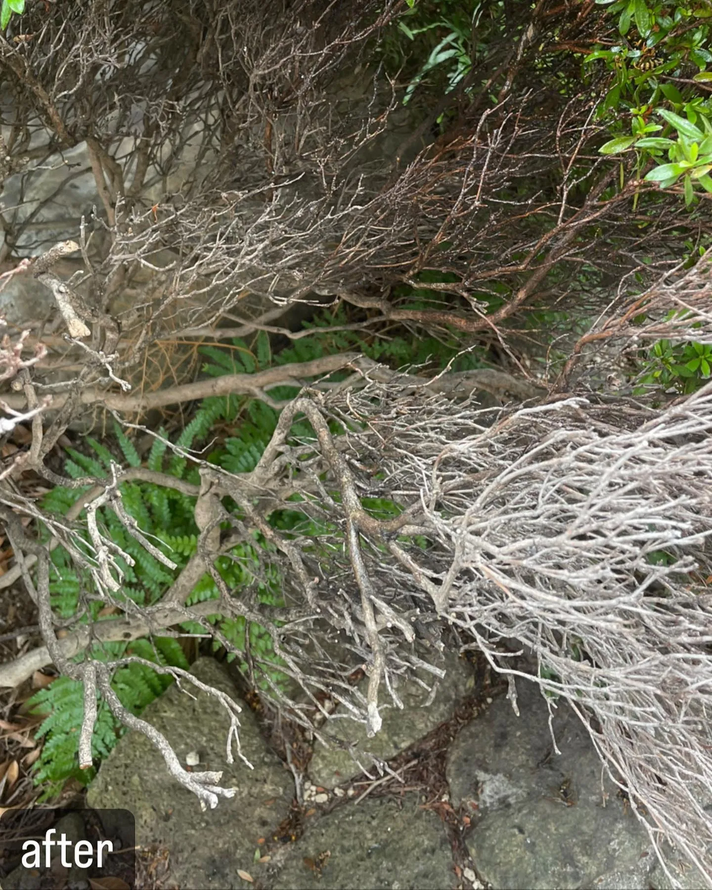 【蜂が！庭の木に！アシナガバチが！意外と気づかない！害虫駆除...