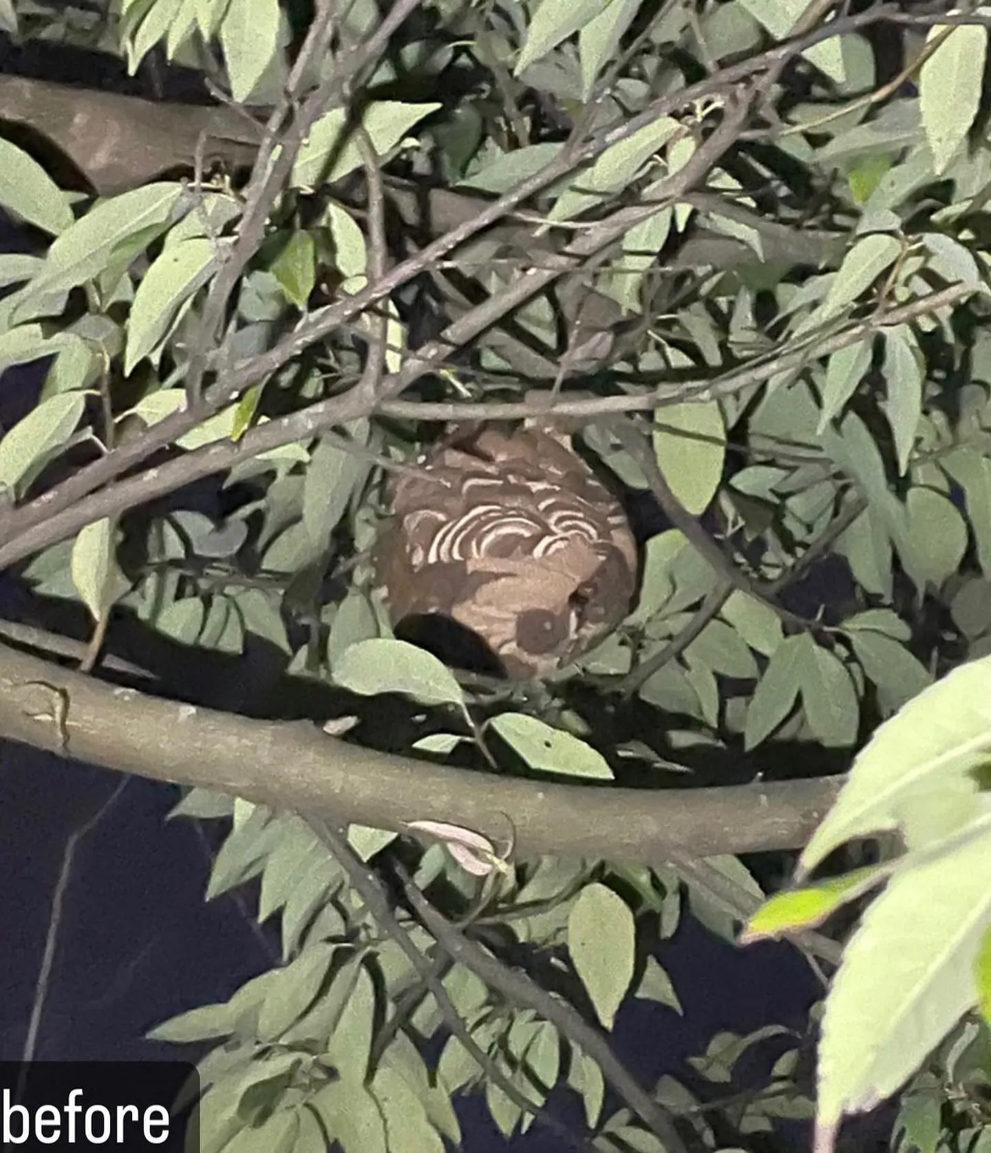 【蜂の巣が！庭に！かなり危険！害虫駆除ならNATY 株式会社...