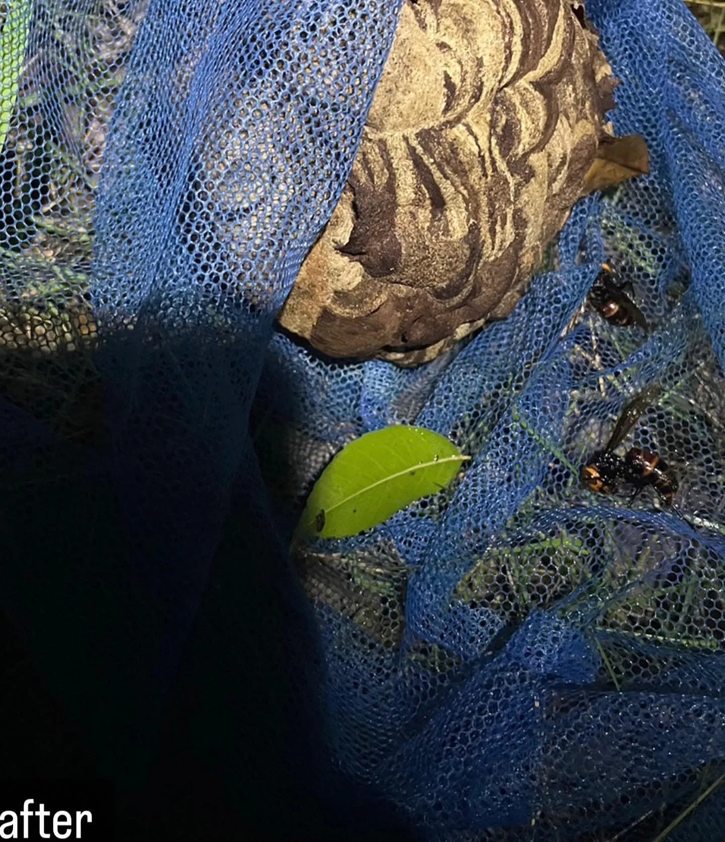 【蜂の巣が！庭に！かなり危険！害虫駆除ならNATY 株式会社...