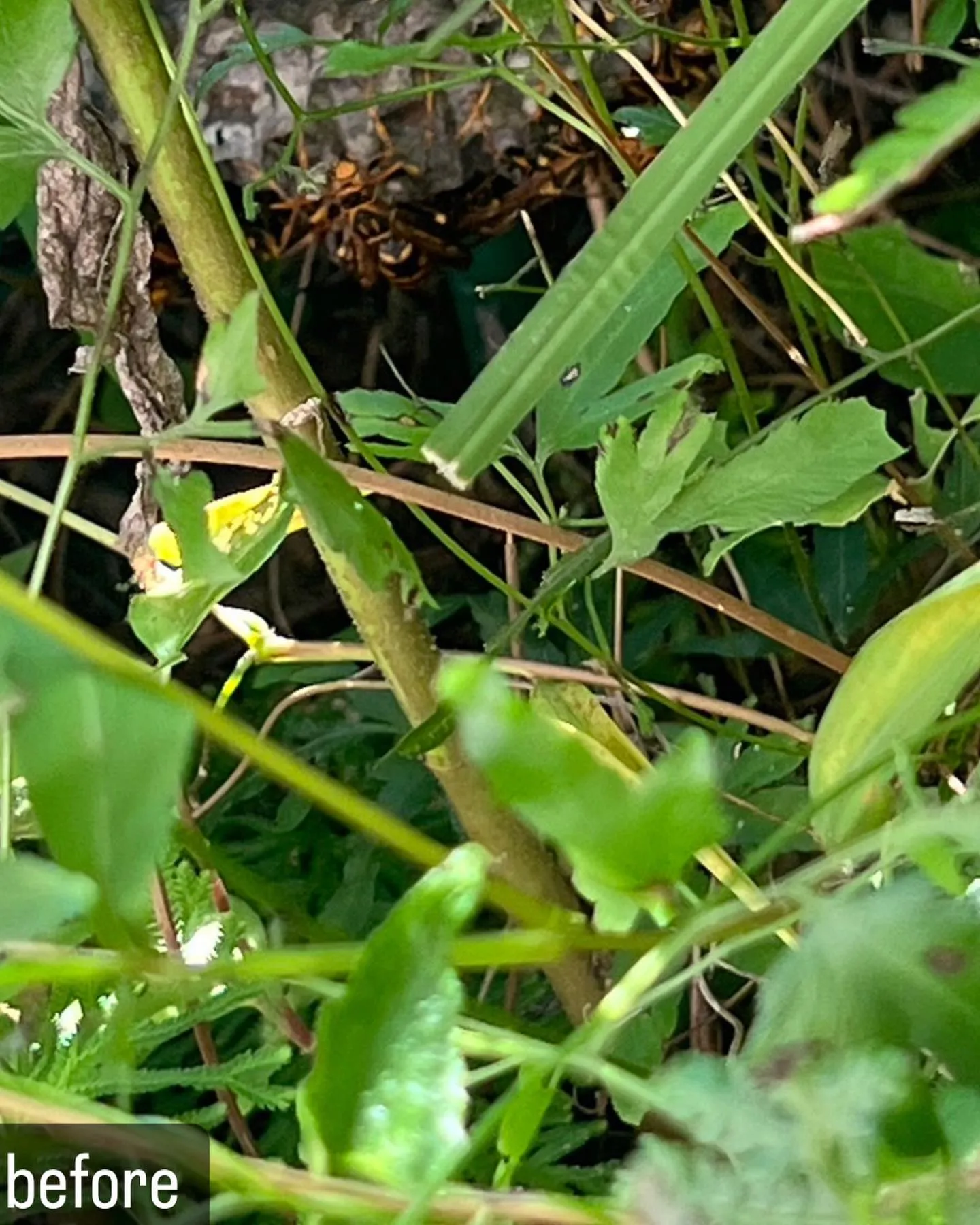 【蜂が！庭に！危険！害虫駆除ならNATY 株式会社で】